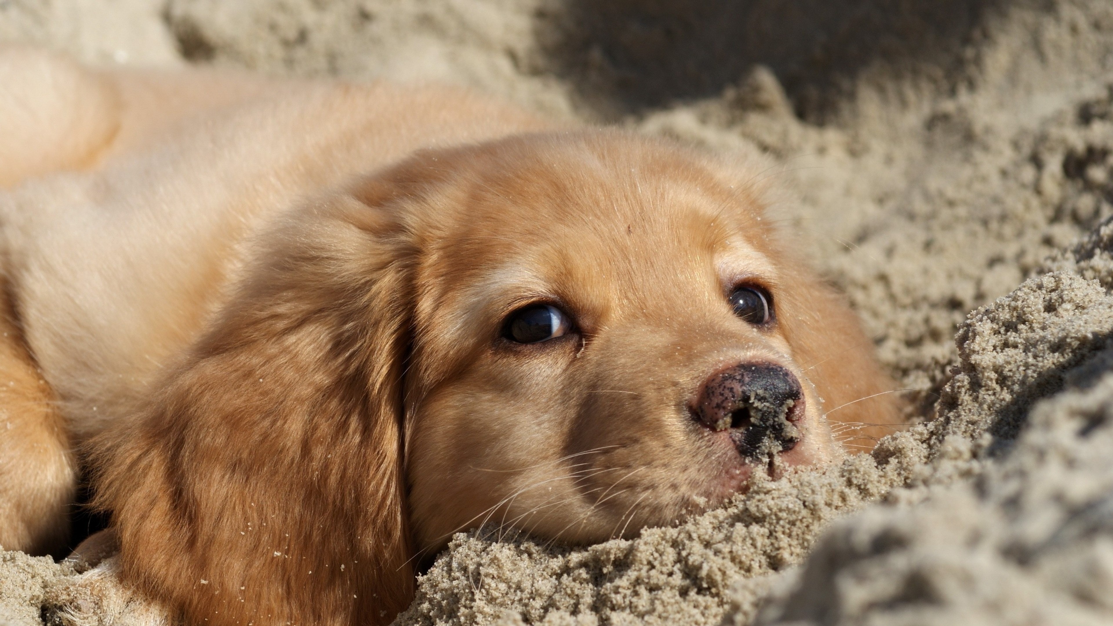 3840x2160  Wallpaper dog, labrador, puppy, sand, face