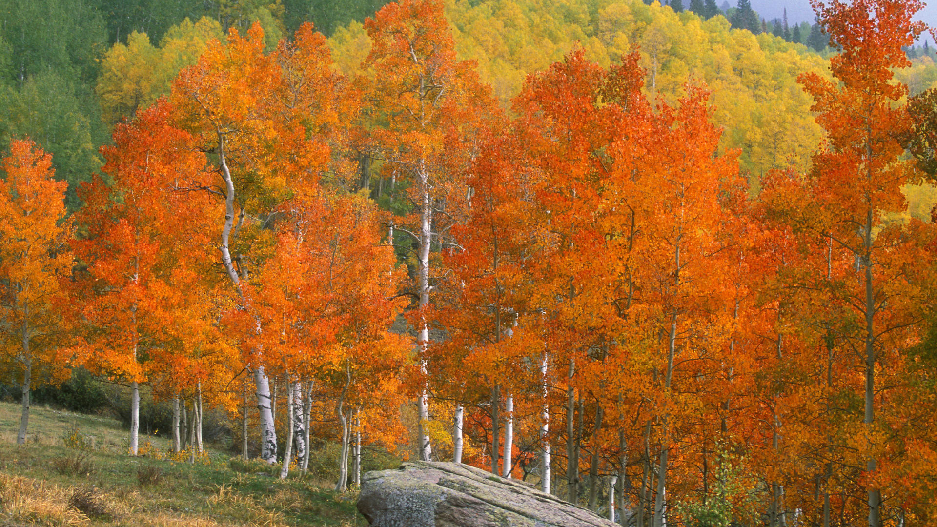 1920x1080 Download Background - Fall Aspens, Owl Creek Pass, Colorado - Free Cool  Backgrounds and Wallpapers for your Desktop Or Laptop.