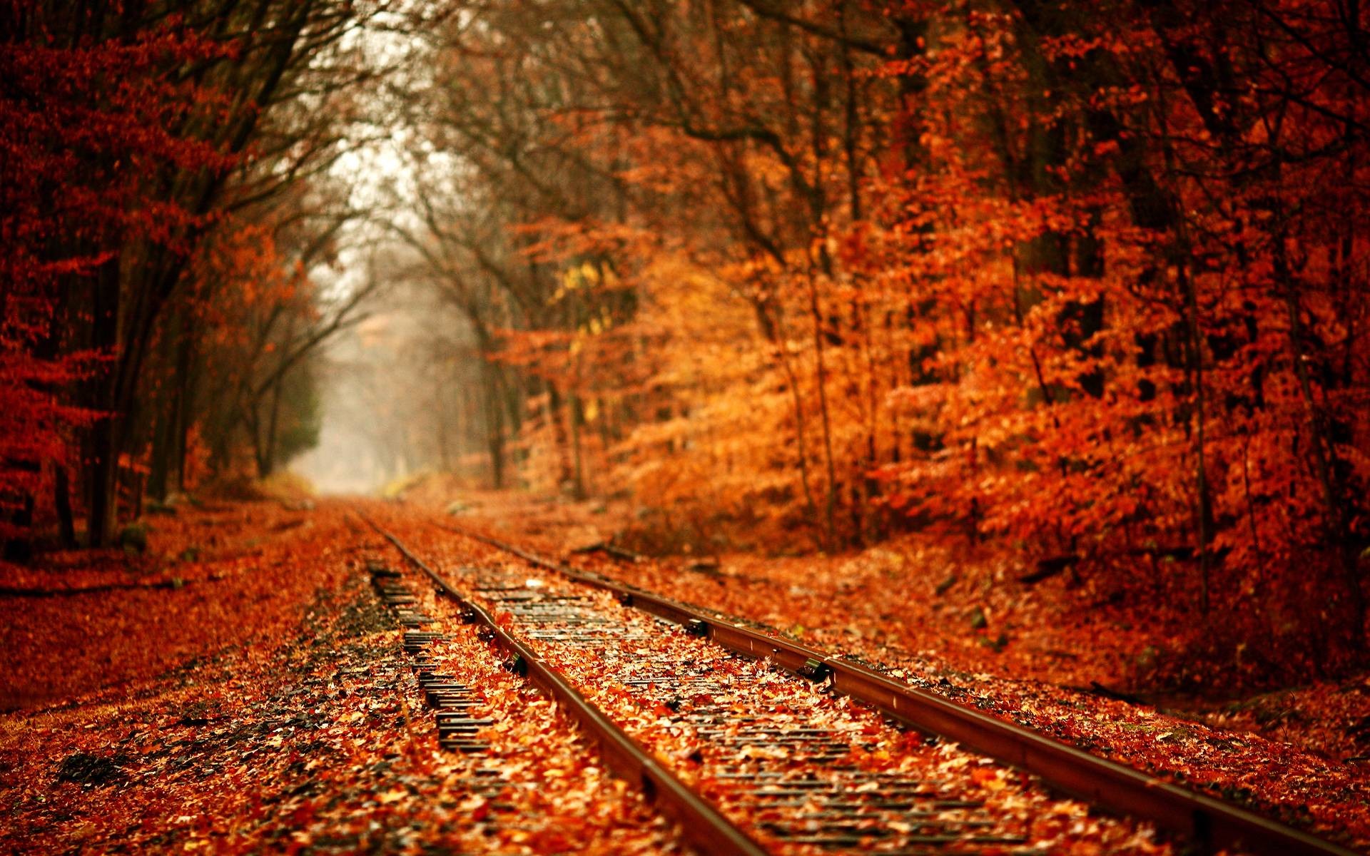1920x1200 Autumn Leavs HD Wallpapers