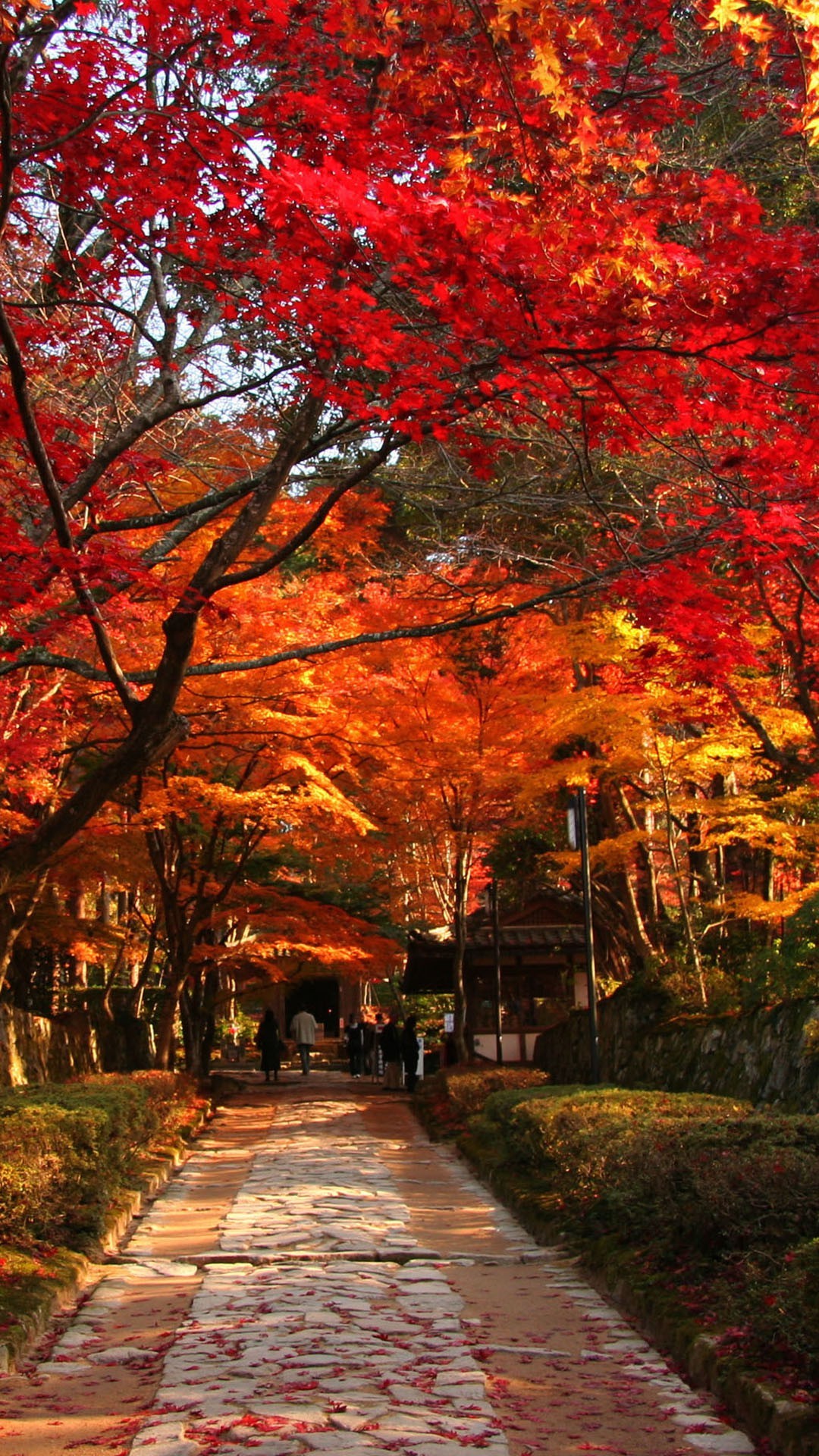 1080x1920 Enkoji-Temple-of-autumn-leaves-Kyoto-Japan-25-