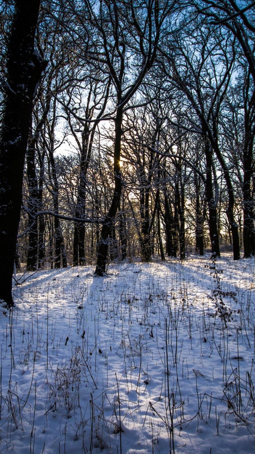 1080x1920  Wallpaper winter, forest, landscape