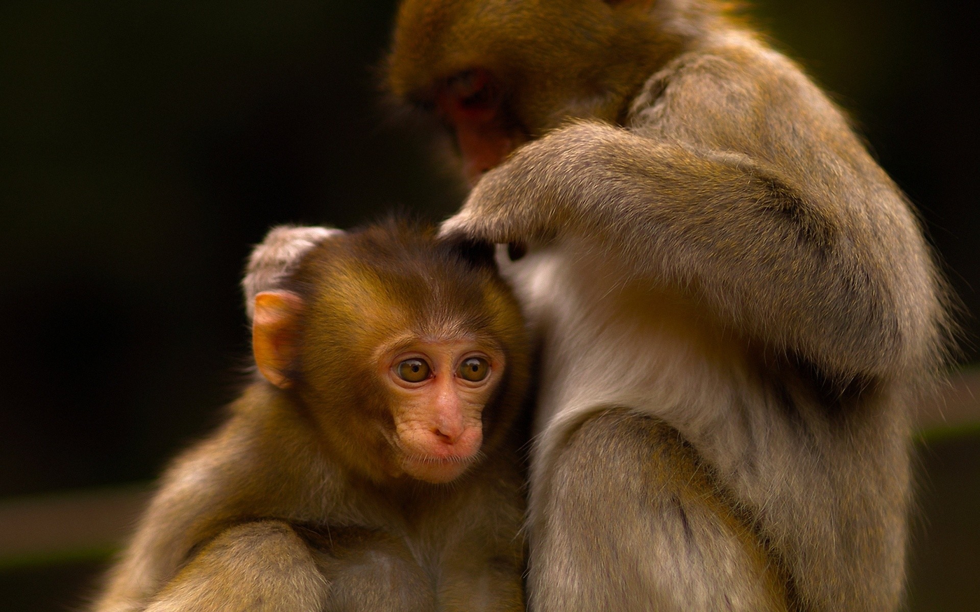 1920x1200  Wallpaper monkey, couple, care, baby