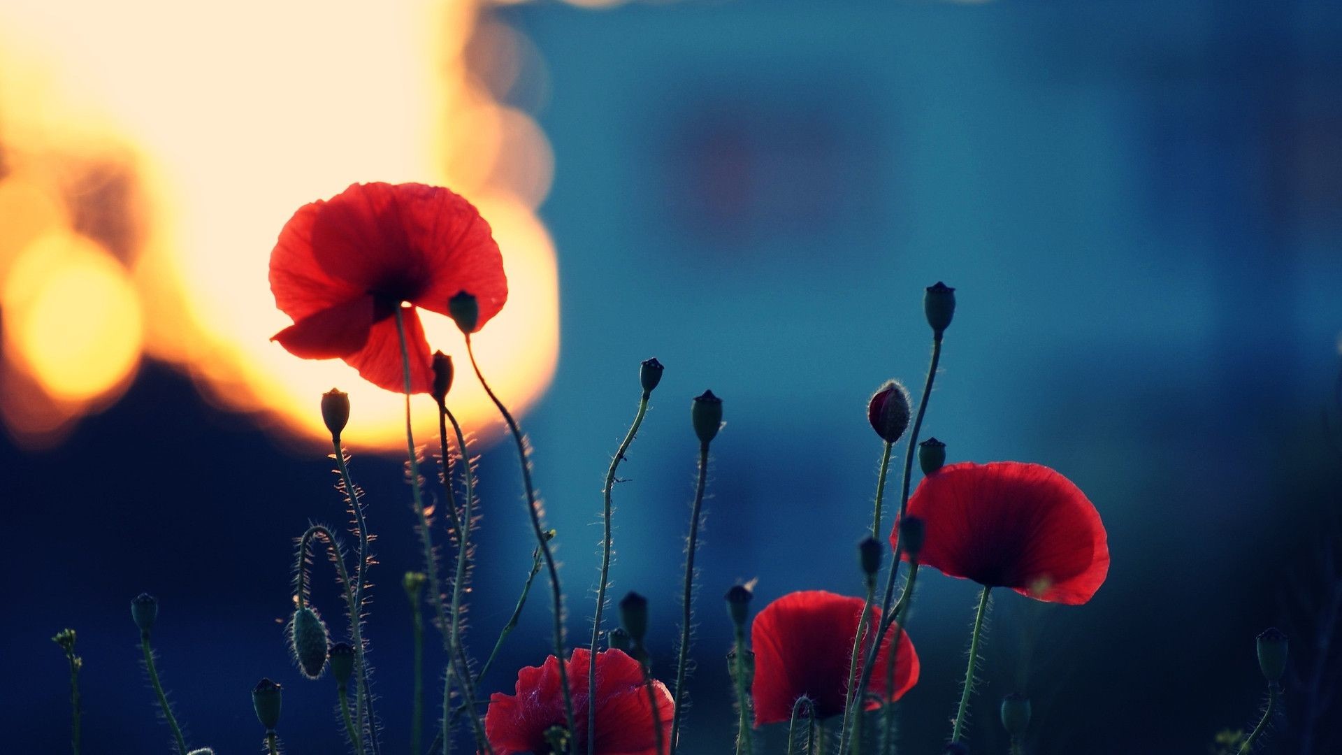1920x1080 Pictures Of Poppies Wallpapers (38 Wallpapers)