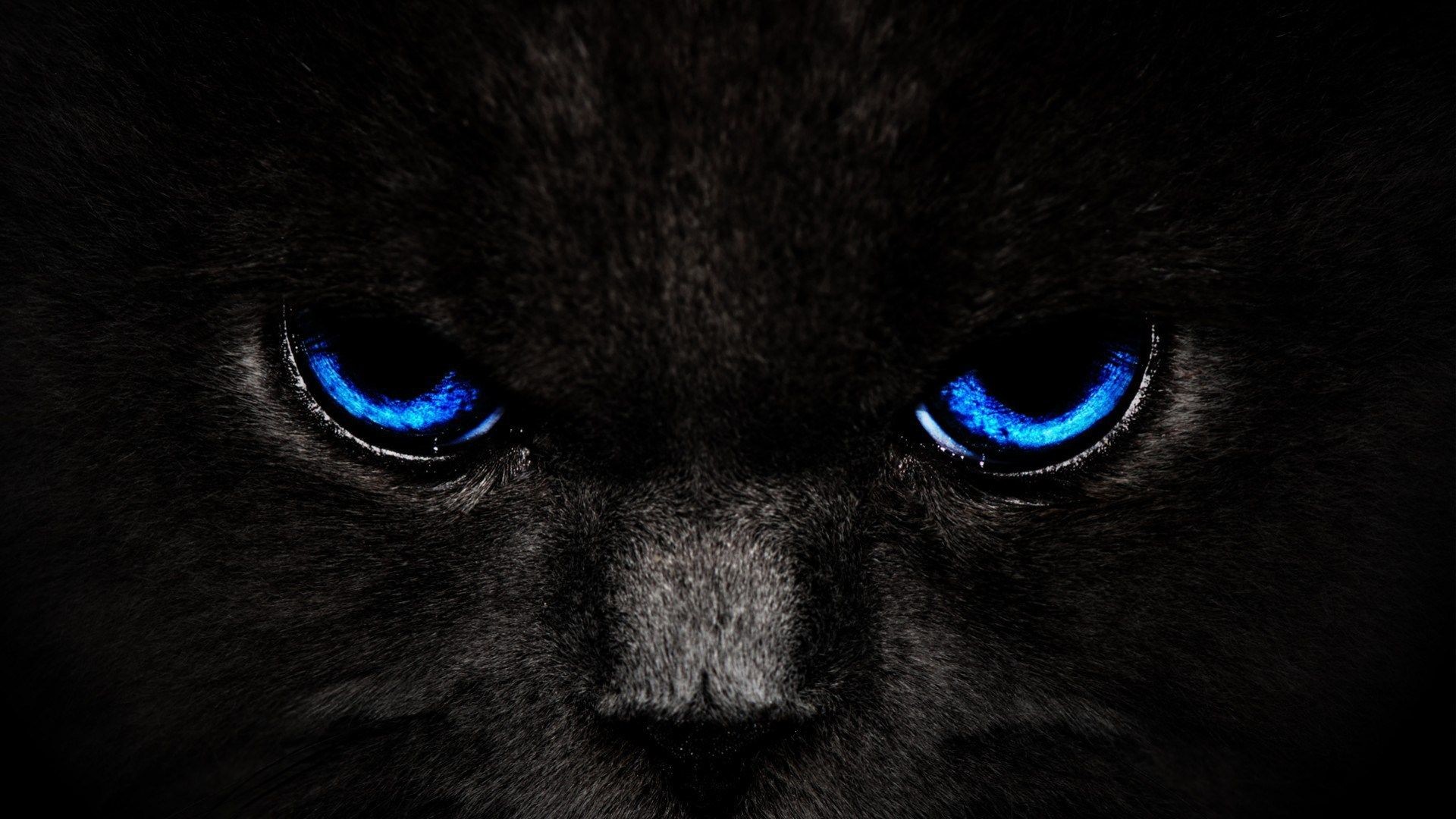 1920x1080 Black Cat Wallpapers HD Download-The Cool Art