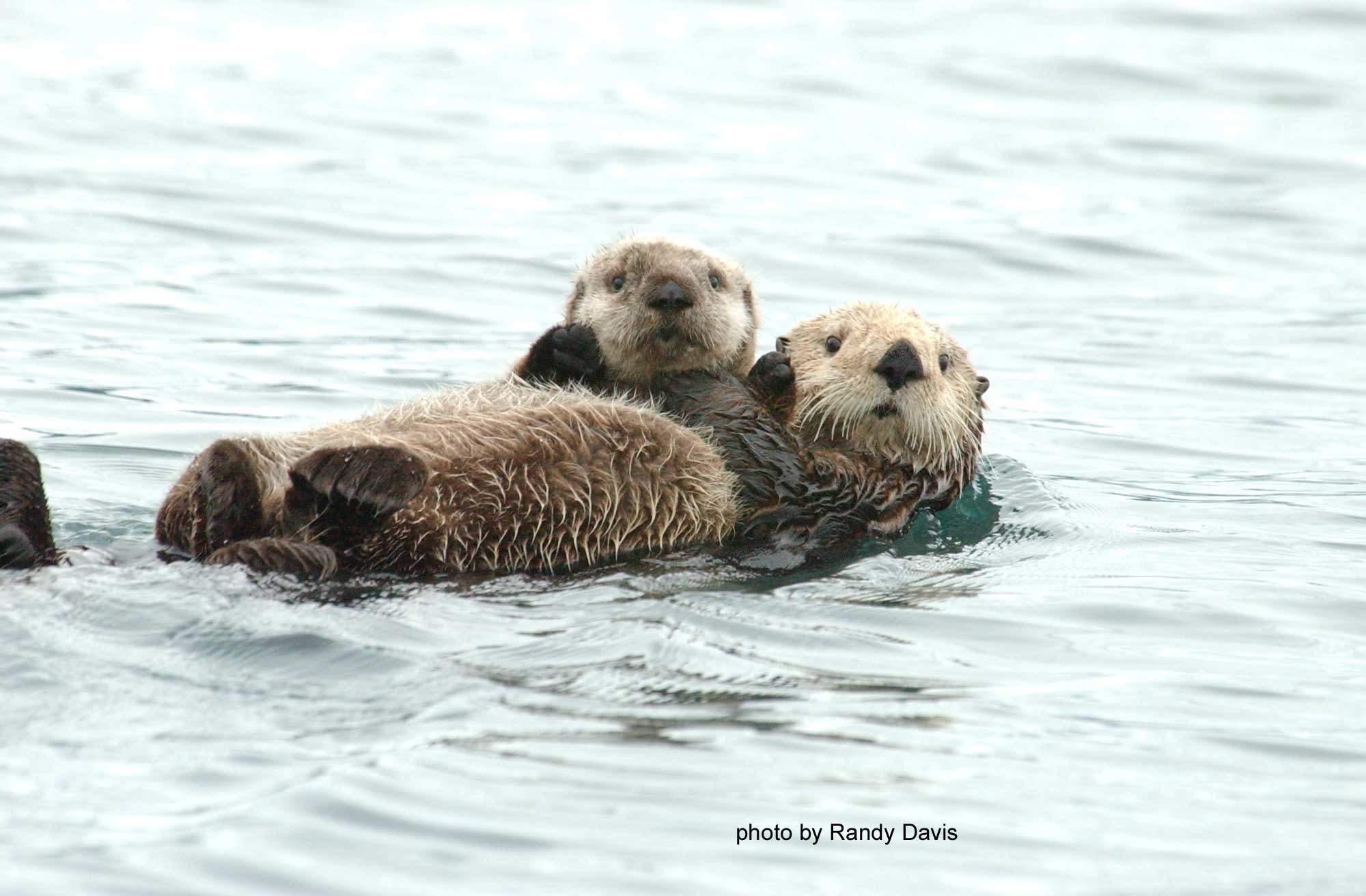 2000x1312 Sea Otter and Nearshore Marine Ecology Research Project - USGS .
