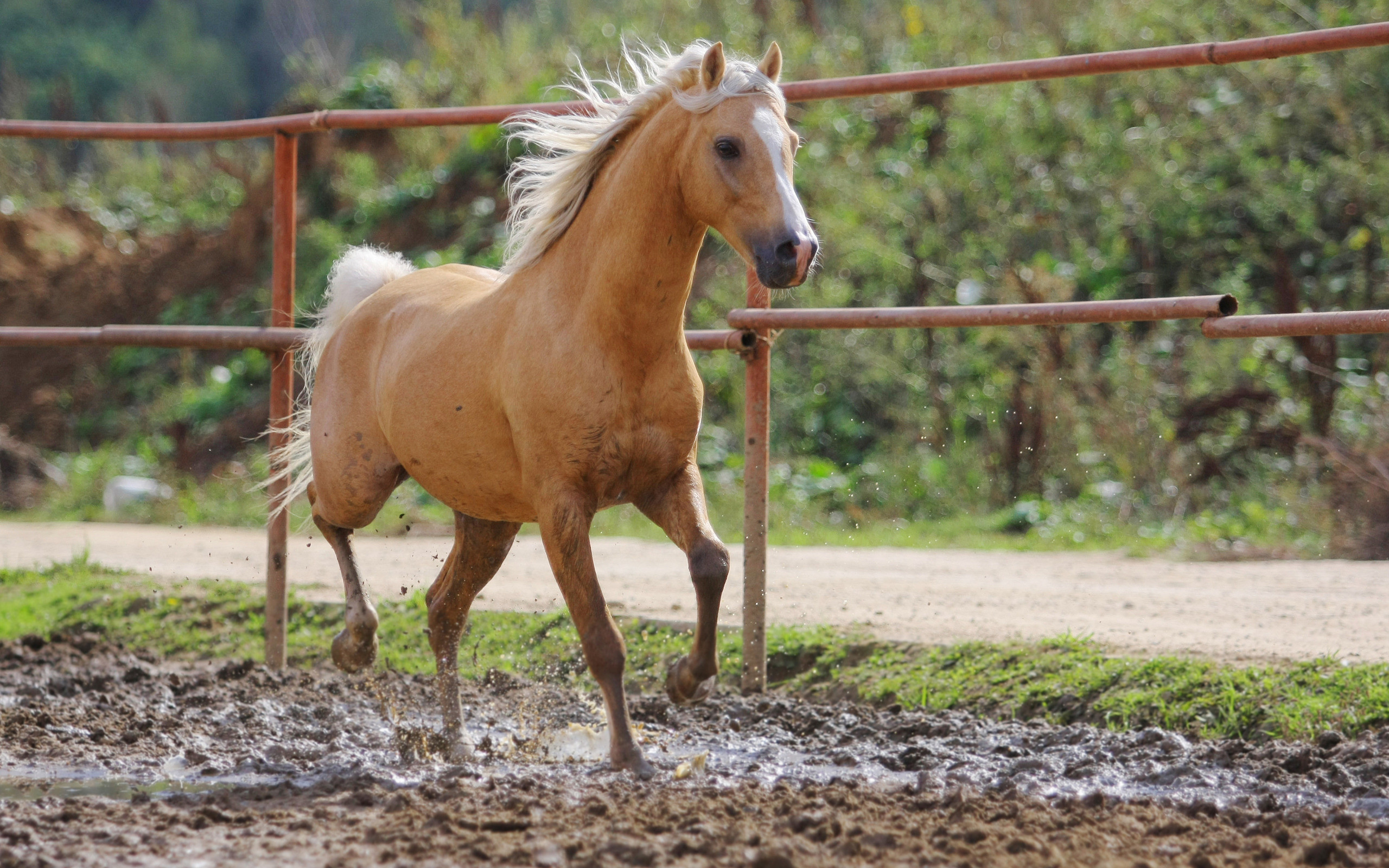 2560x1600 Mobile Spring Horse Pictures - HQFX
