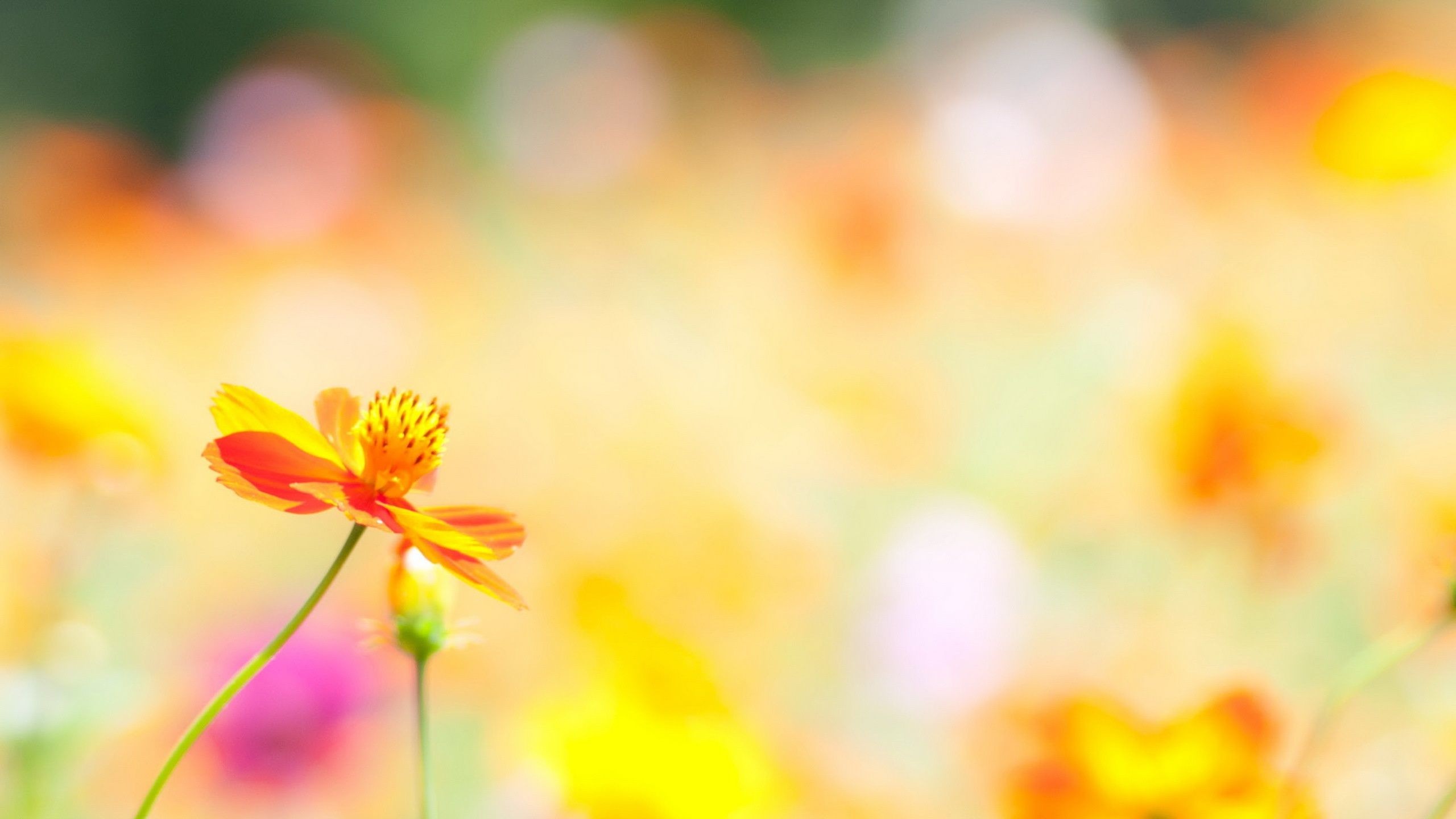 2560x1440 Summer-Nice-Flowers-Wallpaper-HD