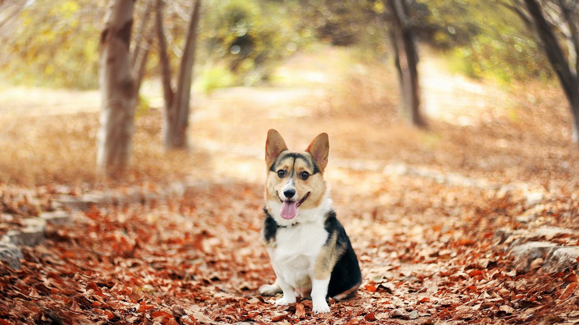 1920x1080 Corgi Tag - Nature Animals Leaves Autumn Trees Fallen Dogs Corgi Dog Images  With Quotes for