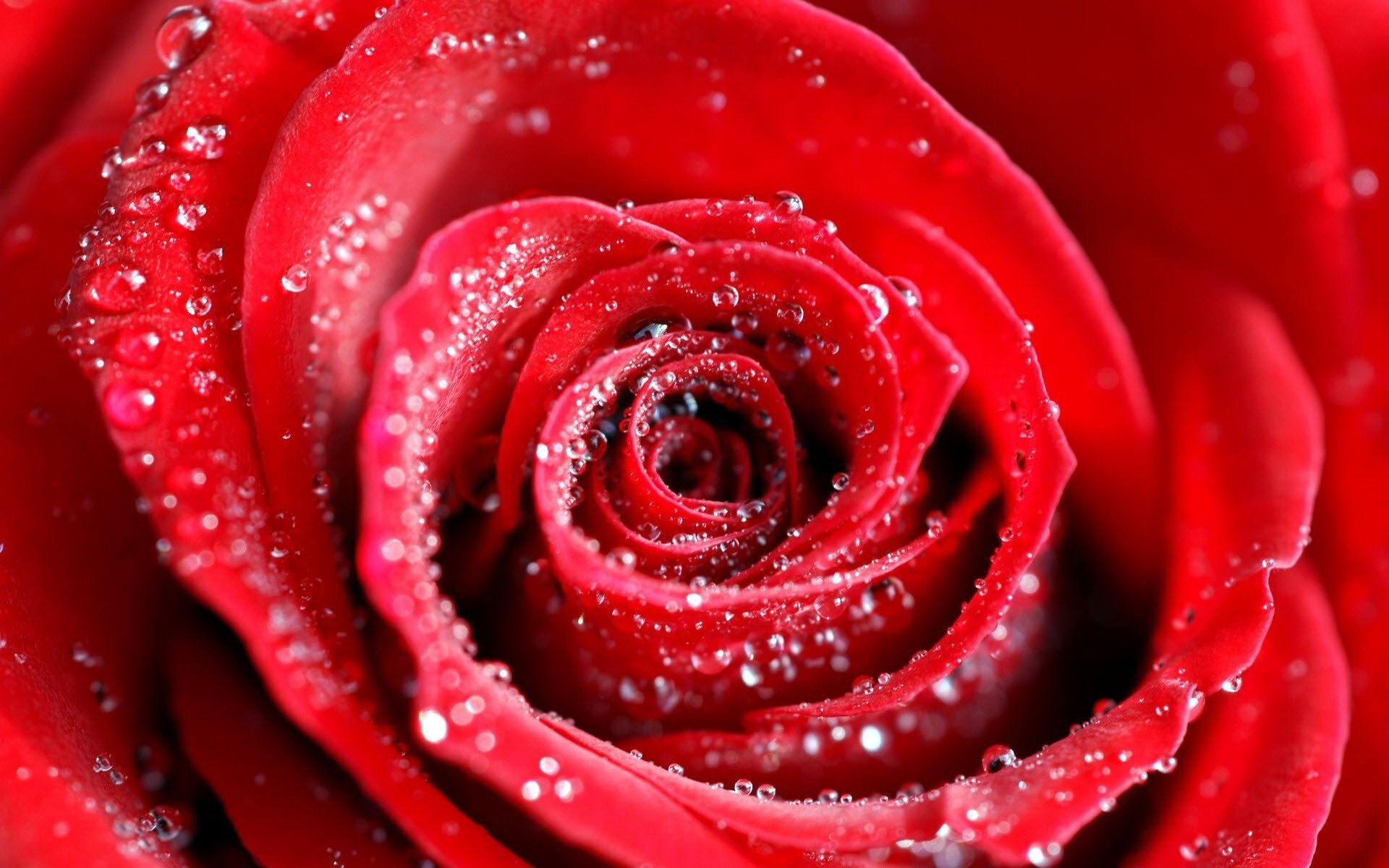 1920x1200 Lovely Pic of Red Rose on Water Drops