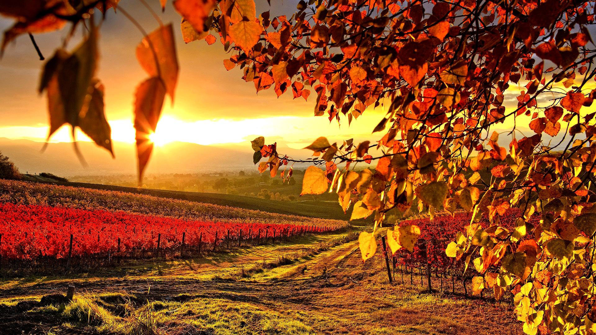 1920x1080 hd pics photos orange beautiful vineyard nature desktop background wallpaper
