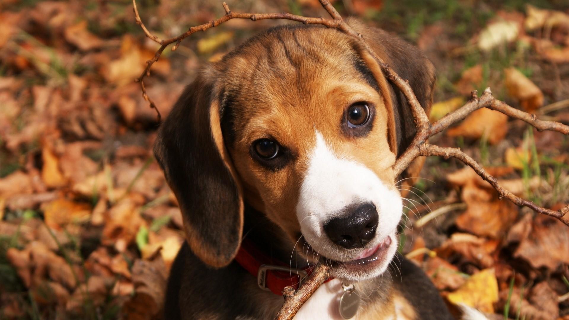 1920x1080 Beagle with stick in his mouth wallpaper