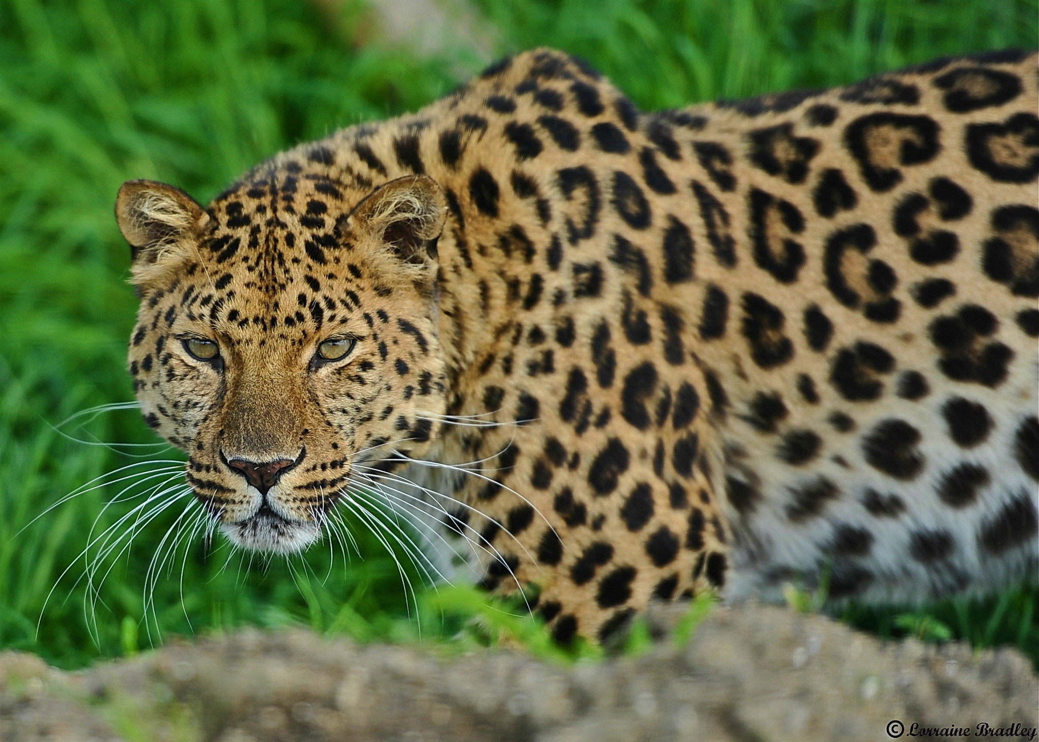 2048x1463 HD Wallpaper | Hintergrund ID:380163.  Tiere Jaguar