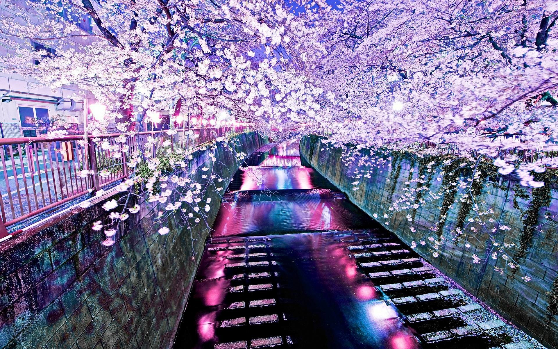 1920x1200 GanZHenjuN WP.355: Cherry Blossom, Awesome Backgrounds