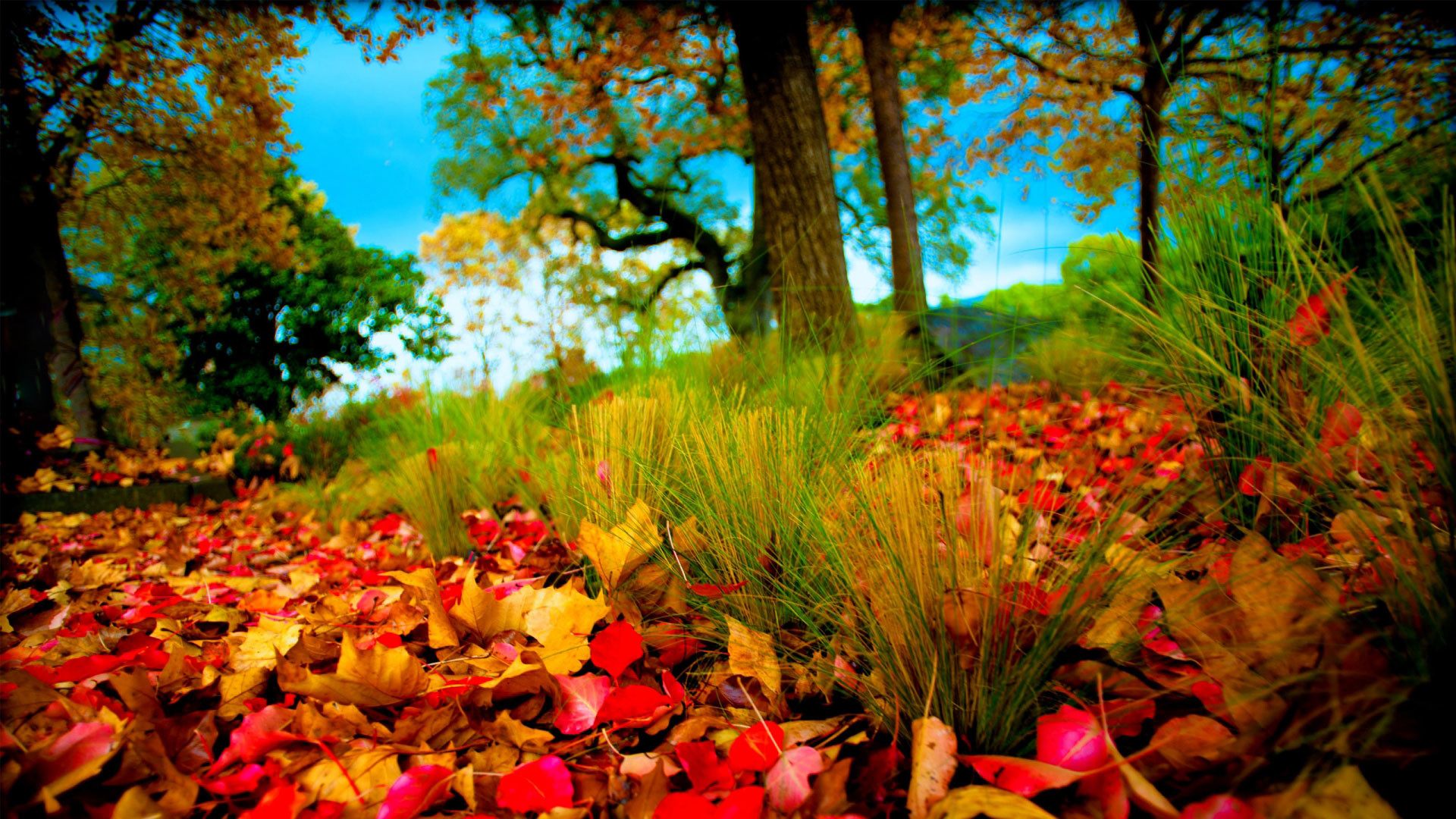 1920x1080 hd pics photos beautiful autumn leaves grass trees nature hd quality desktop  background wallpaper