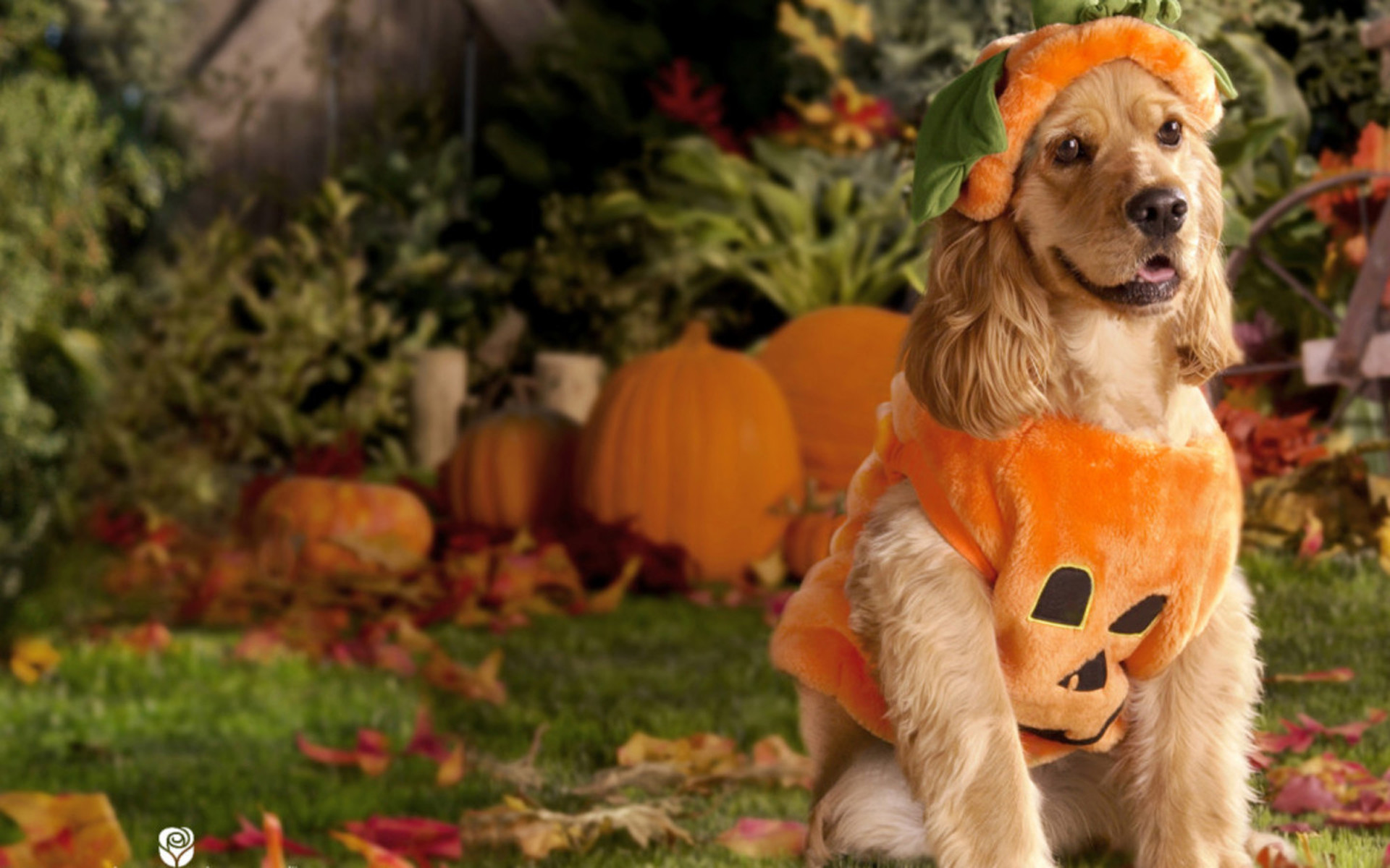 1920x1200 cute puppy halloween wallpaper ; Halloween-Dog-Costumes-Pumpkin