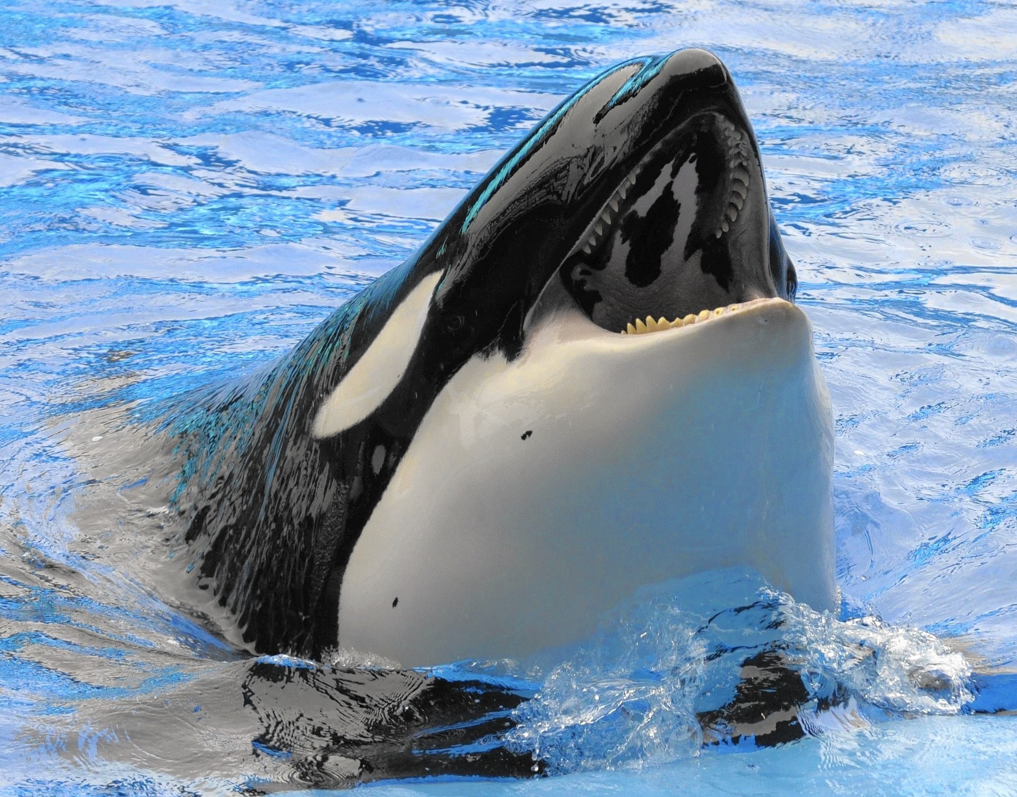 2048x1605 Nice wallpapers Orca px