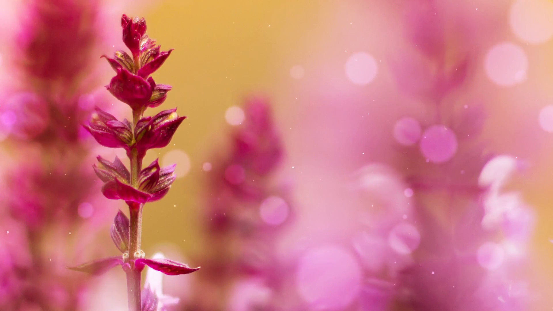 1920x1080 Mothers Day Floral Background. Purple Flowers Motion Background -  VideoBlocks