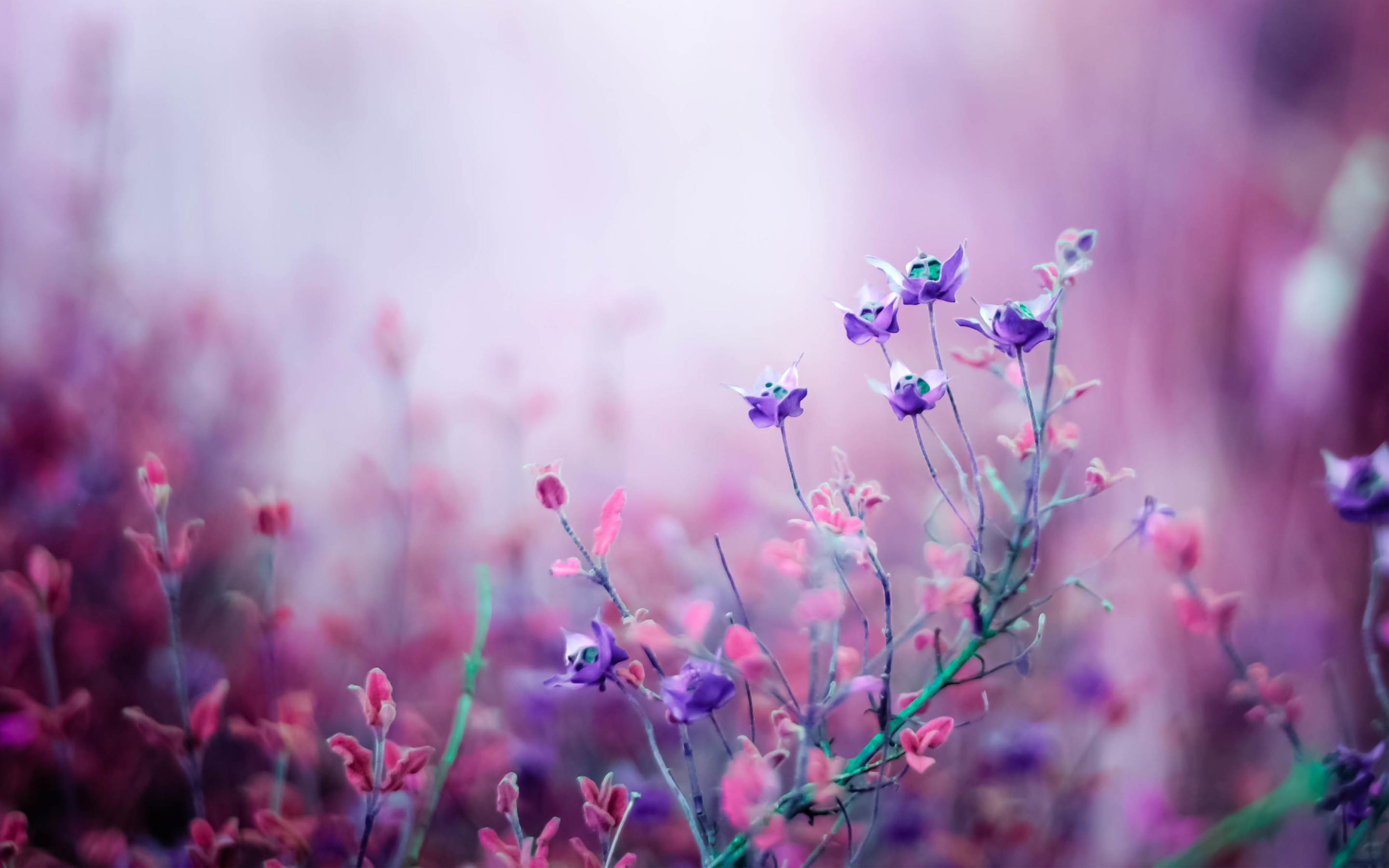 2880x1800 ... Flowers Wallpapers HD Wallpapers Â· Pink ...