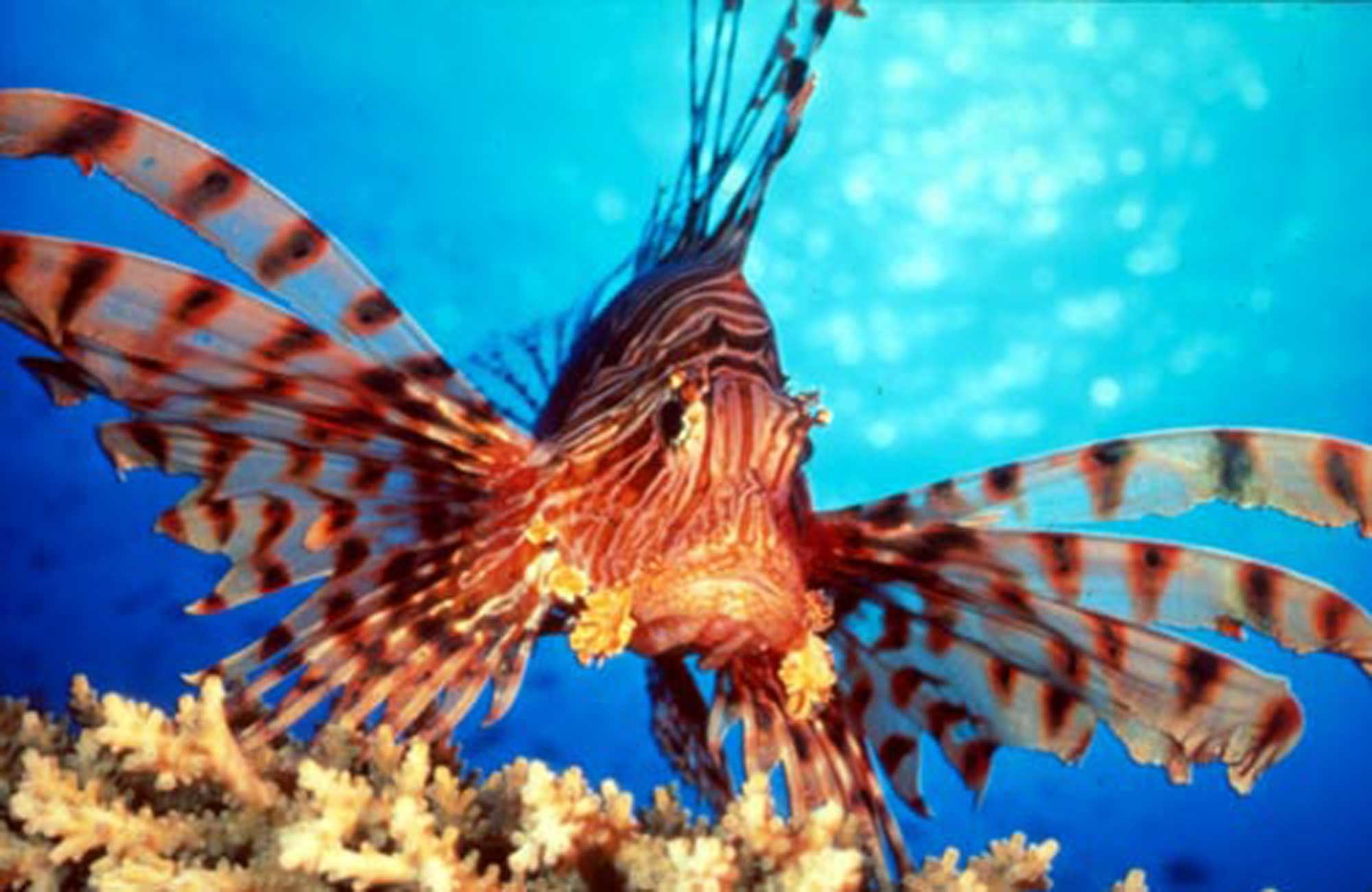 2000x1300 Red lionfish HD Wallpapers - HD Wallpapers Inn