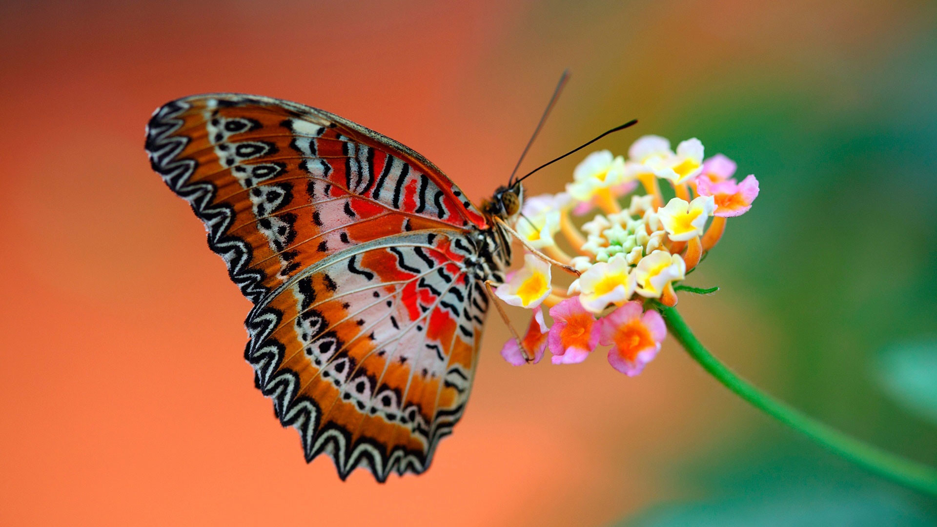1920x1080 hd pics photos cute butterfly flowers attractive colorful hd quality  desktop background wallpaper