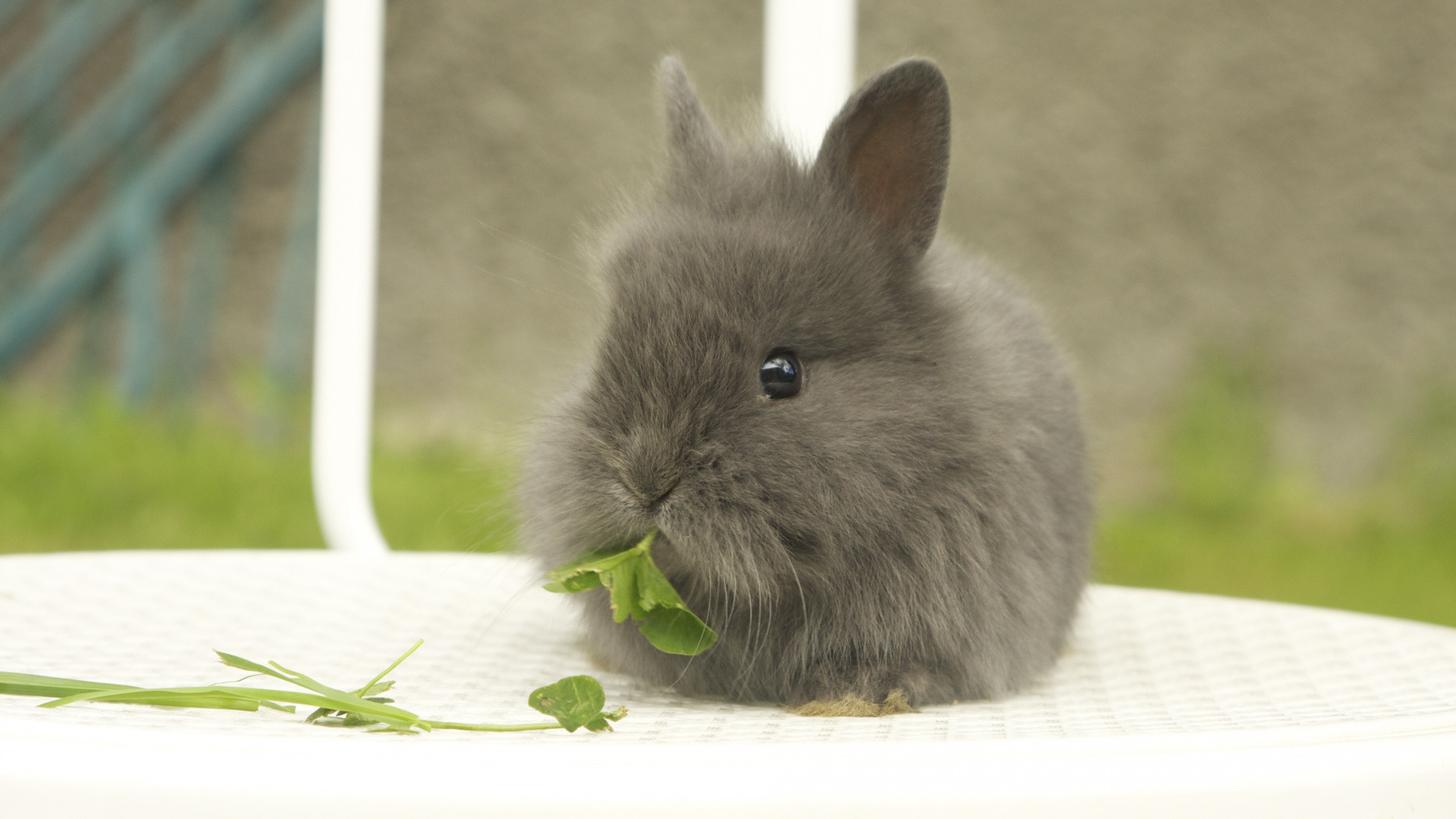 Маленький серый кролик. Серый великан кролик. Карликовый кролик. Милые кролики. Милый кролик.