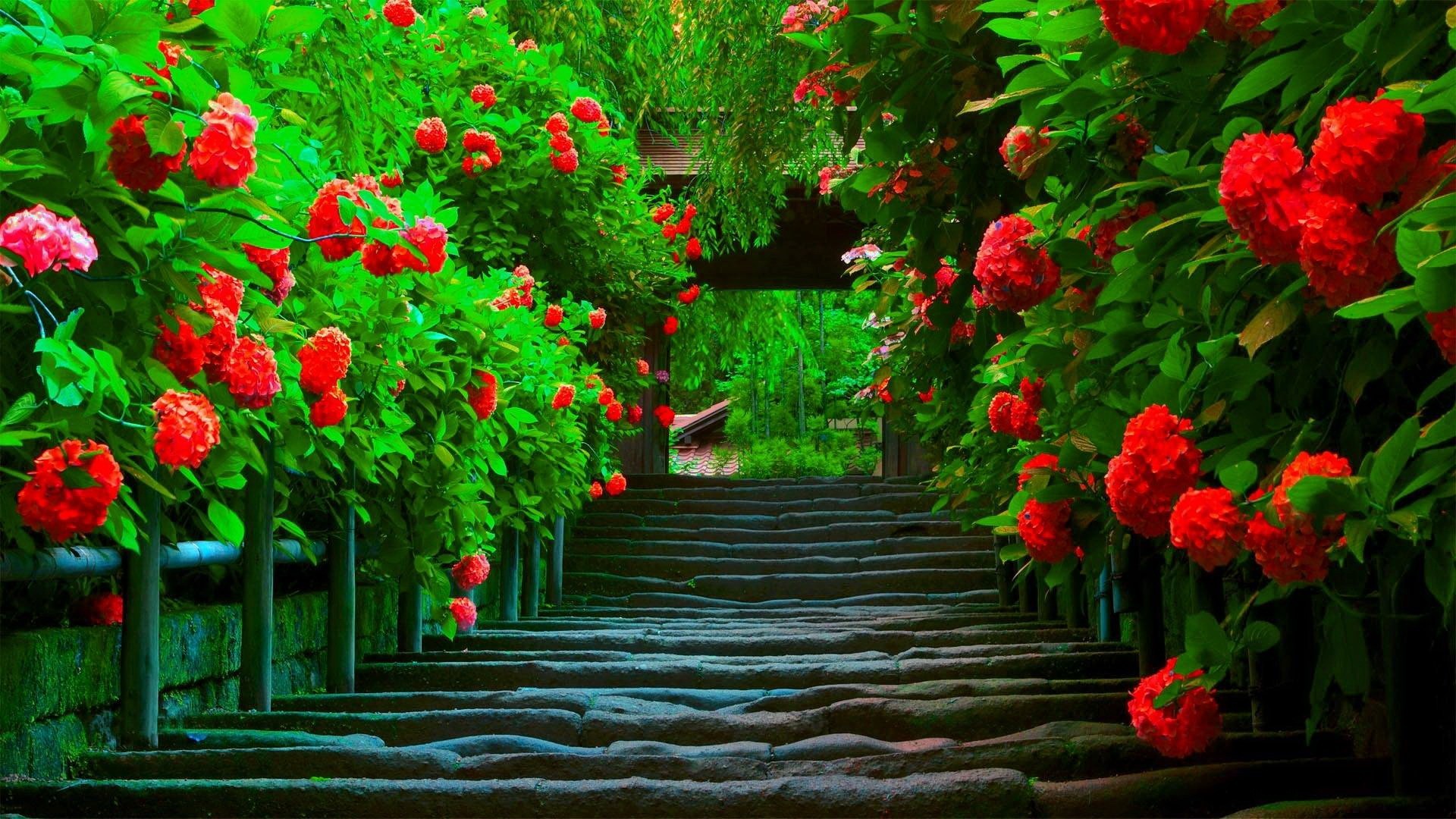 1920x1080 #CC3322 Color - Splendor Bright Paradise Spring Beautiful Red Colors Flower  Path Green Nature Wallpaper