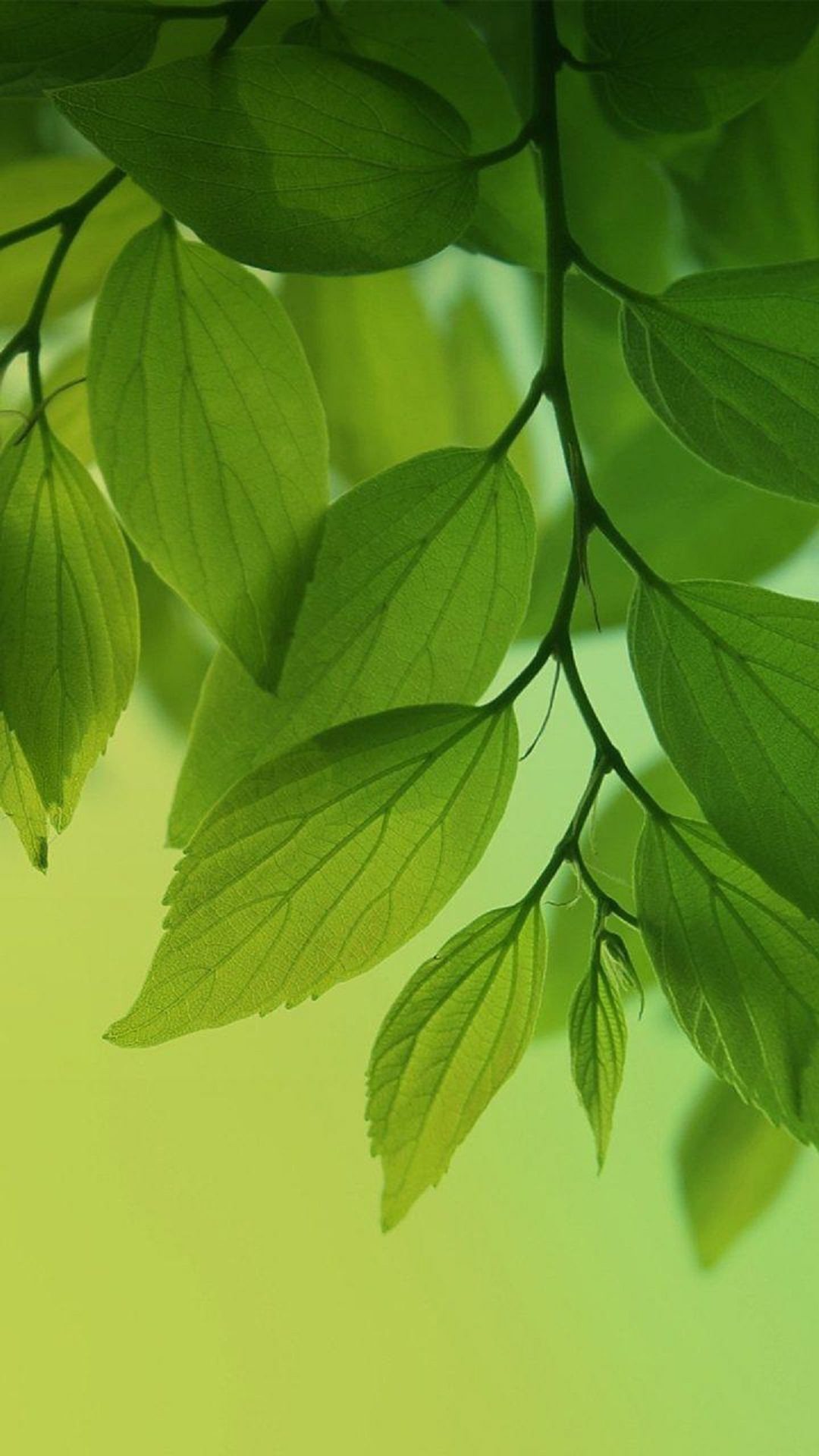 Green Leaves Wallpaper (66+ images)