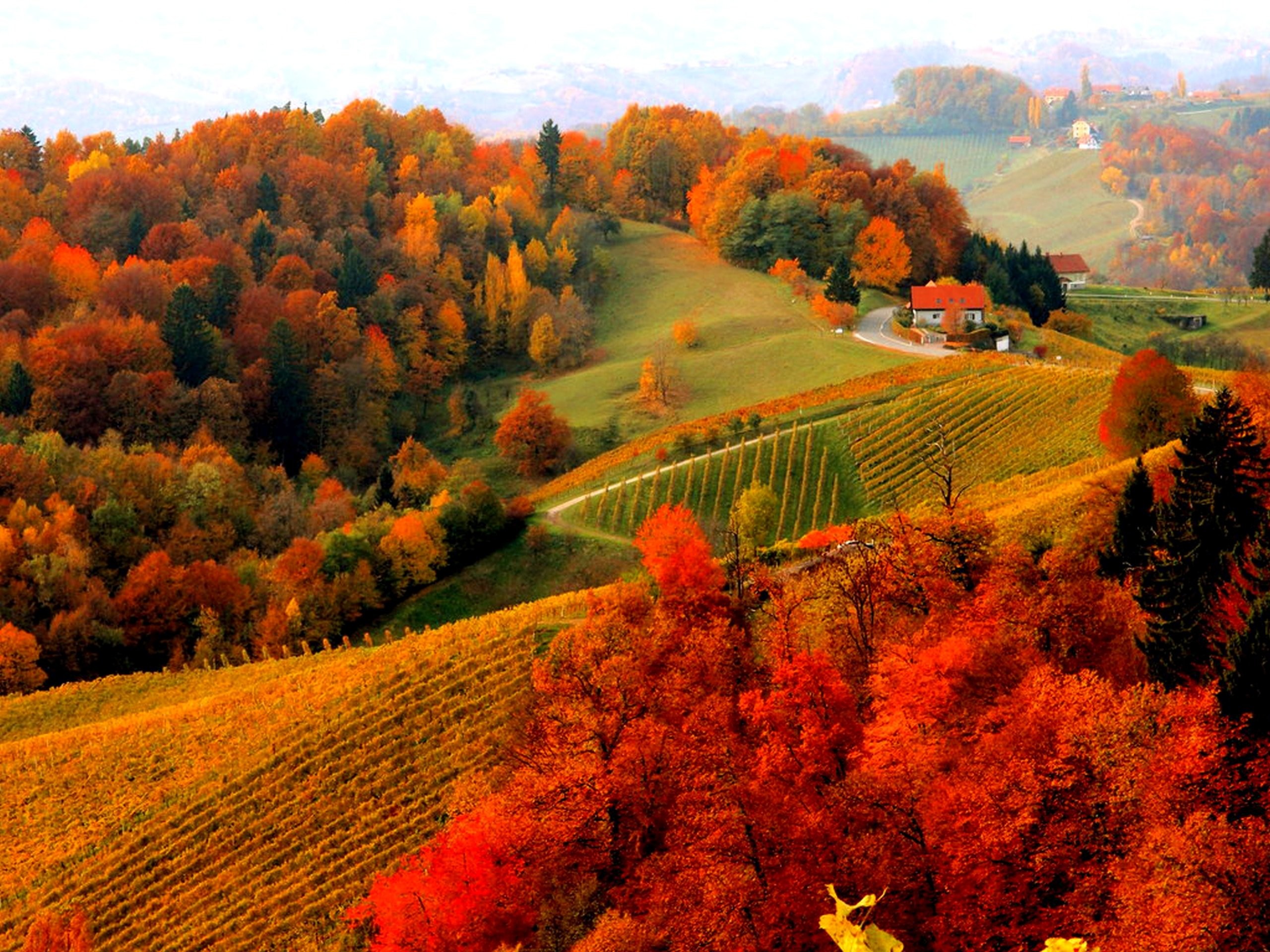 2560x1920 Photography - Landscape Fall Foliage House Tree Vineyard Wallpaper