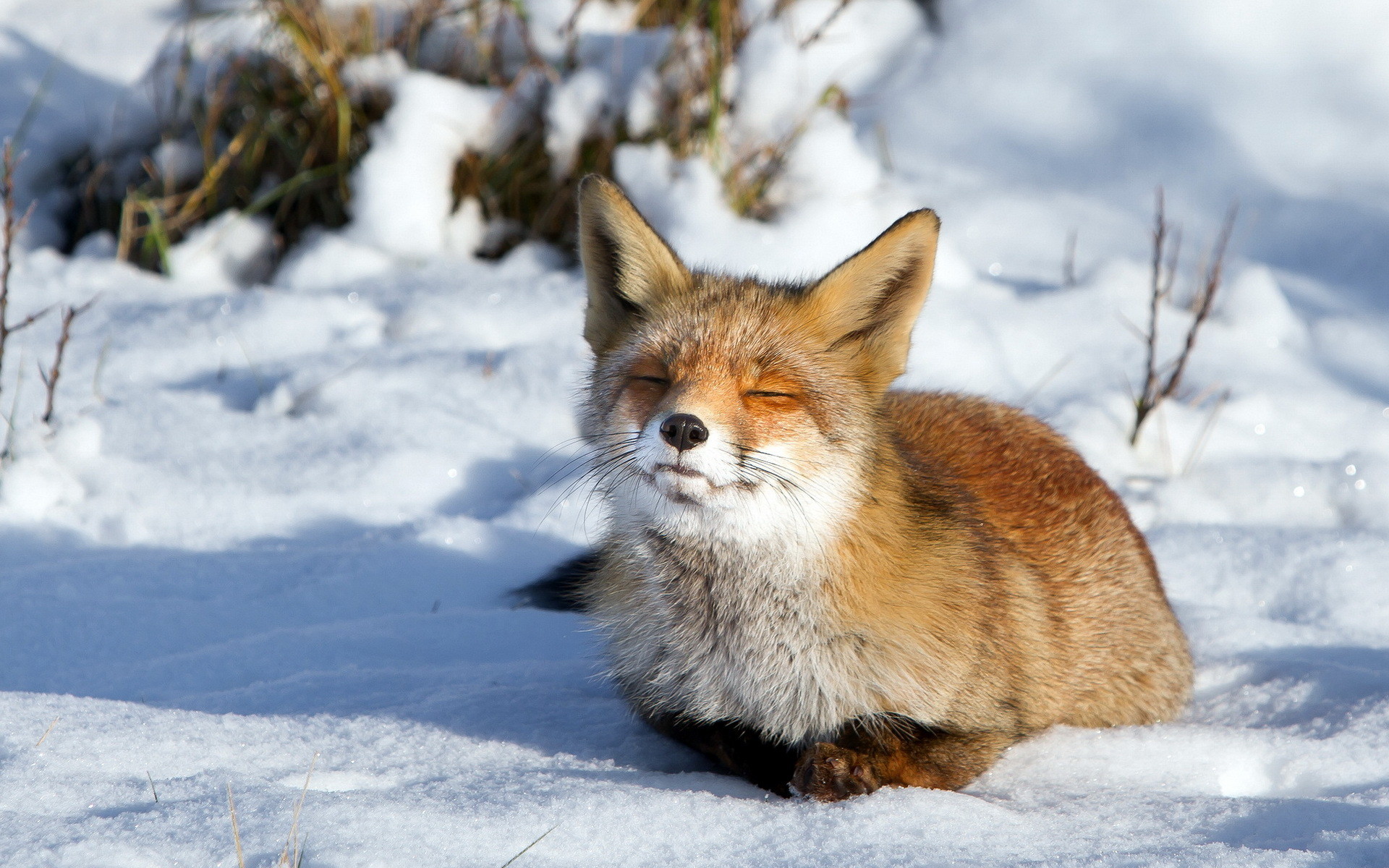 1920x1200 Animals fox canines fur face whiskers winter snow cold seasons wallpaper |   | 26306 | WallpaperUP