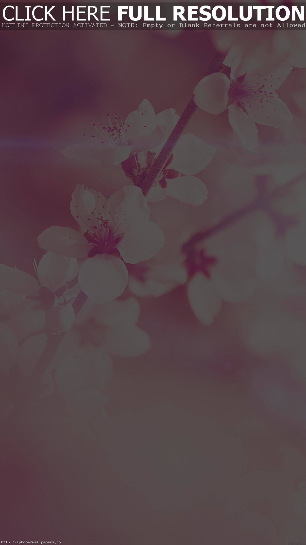 1242x2208 Spring Flower Pink Cherry Blossom Flare Nature Android wallpaper - Android  HD wallpapers