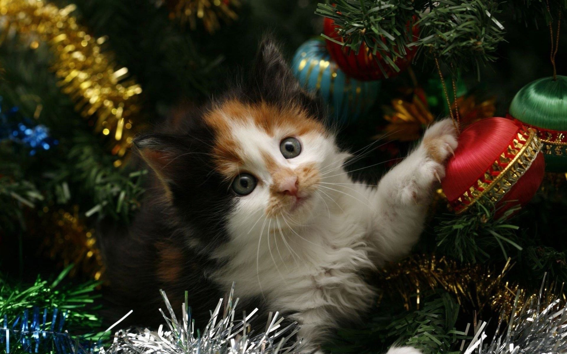 1920x1200 Kitten Hiding In The Christmas Tree ...
