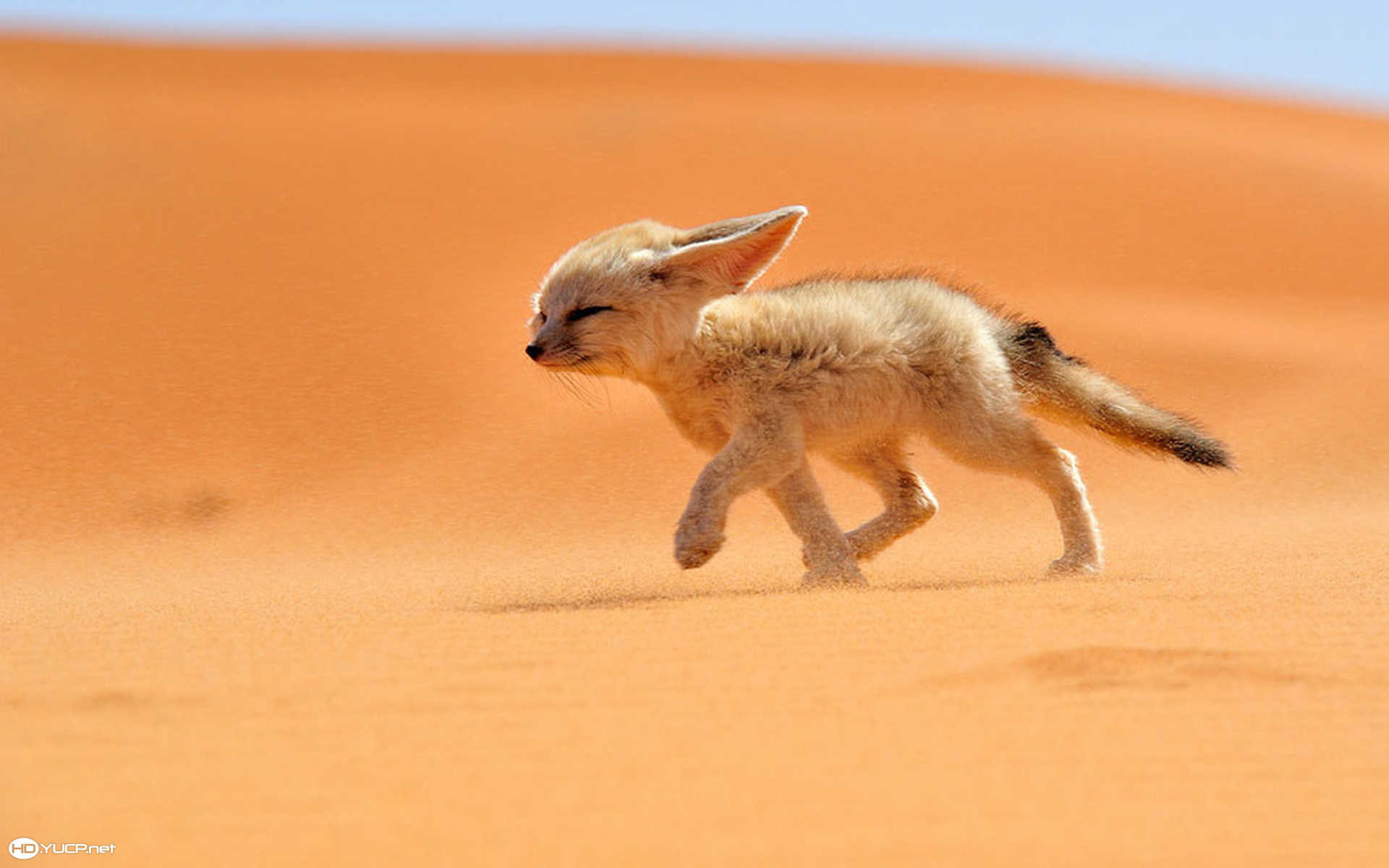 1920x1200 Fox in Sahara Desert Wallpaper