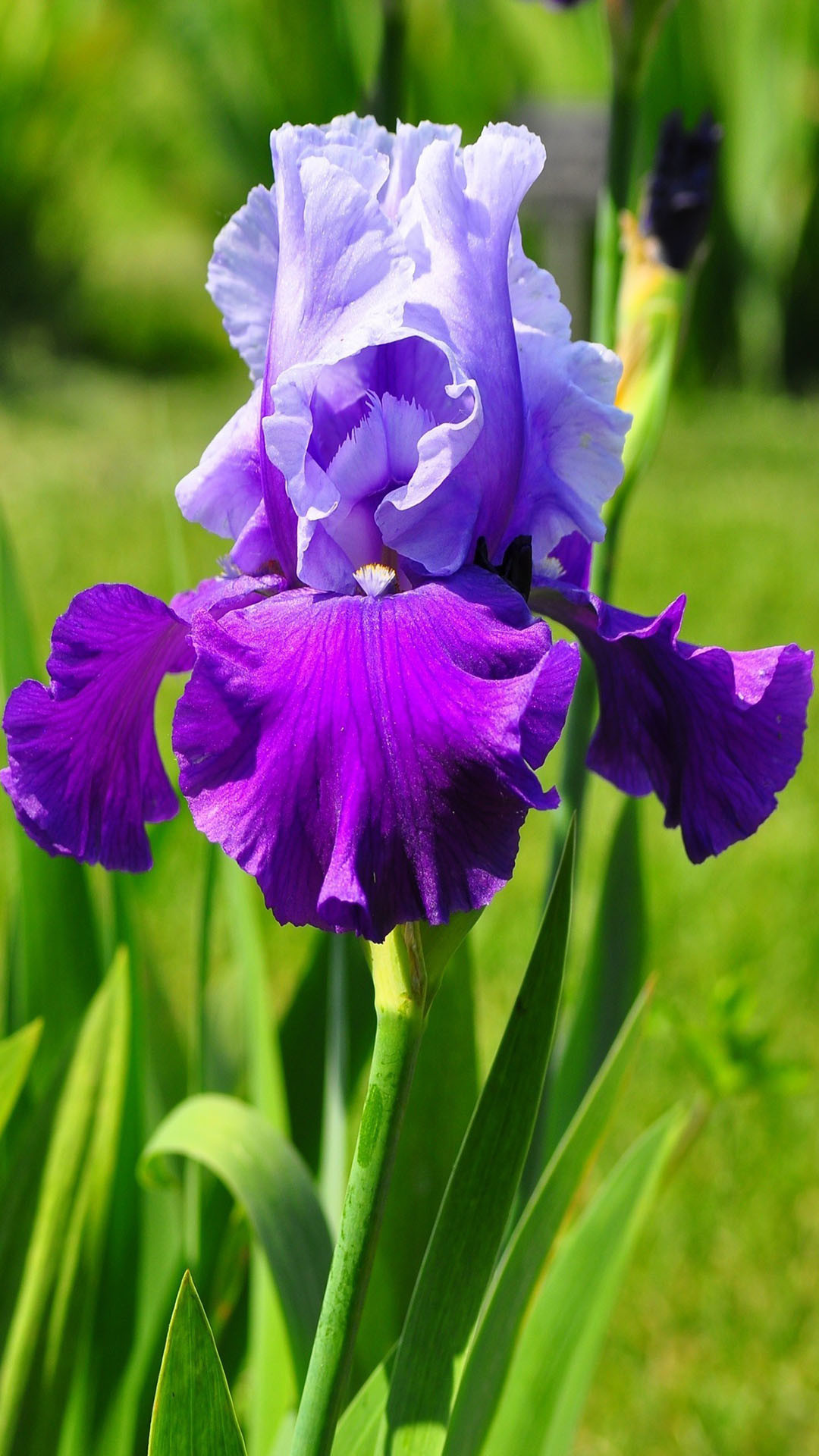 1080x1920 violet iris flower 