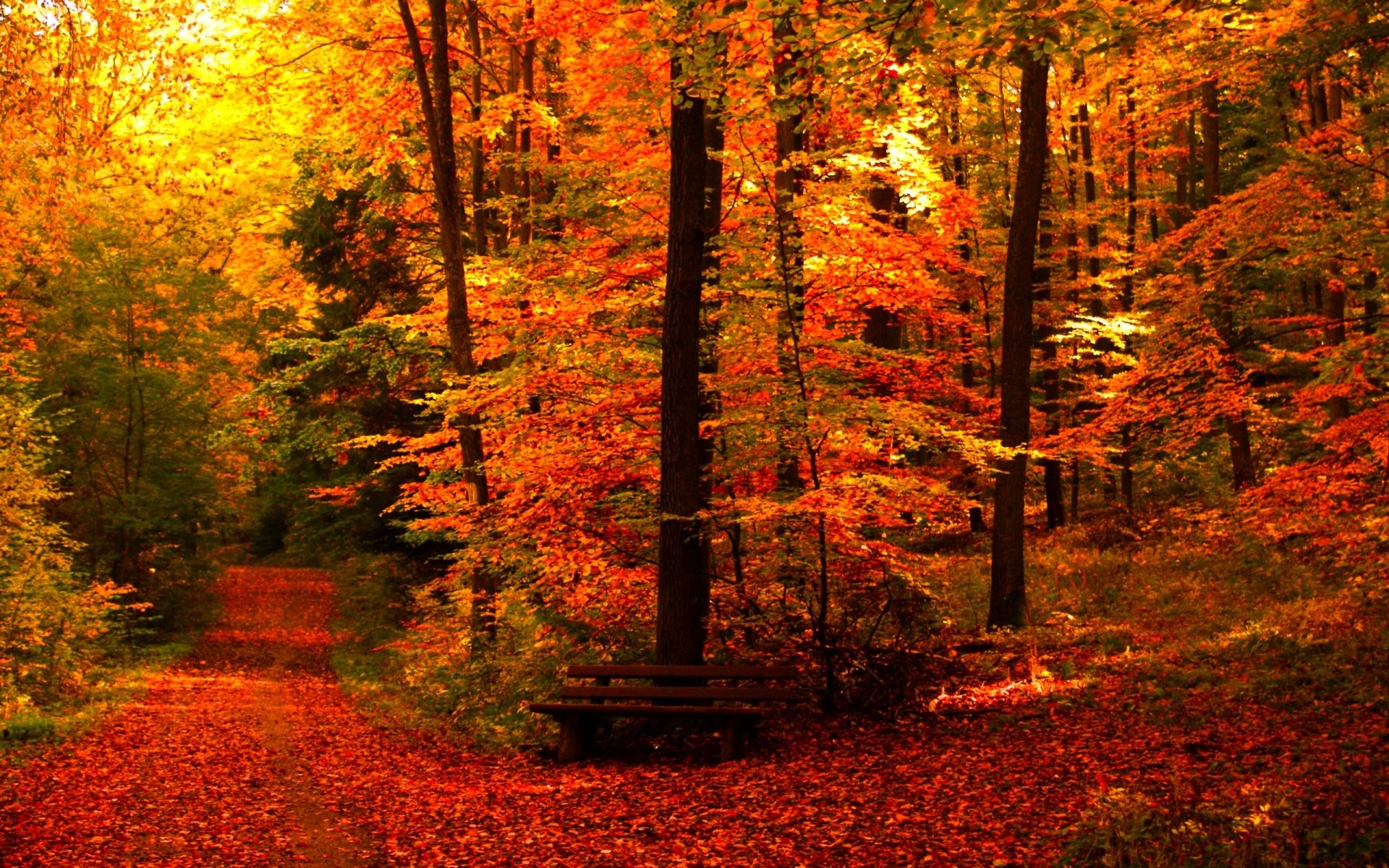 1920x1200 Autumn fall season nature landscape leaf leaves color seasons tree forest  wallpaper |  | 945301 | WallpaperUP