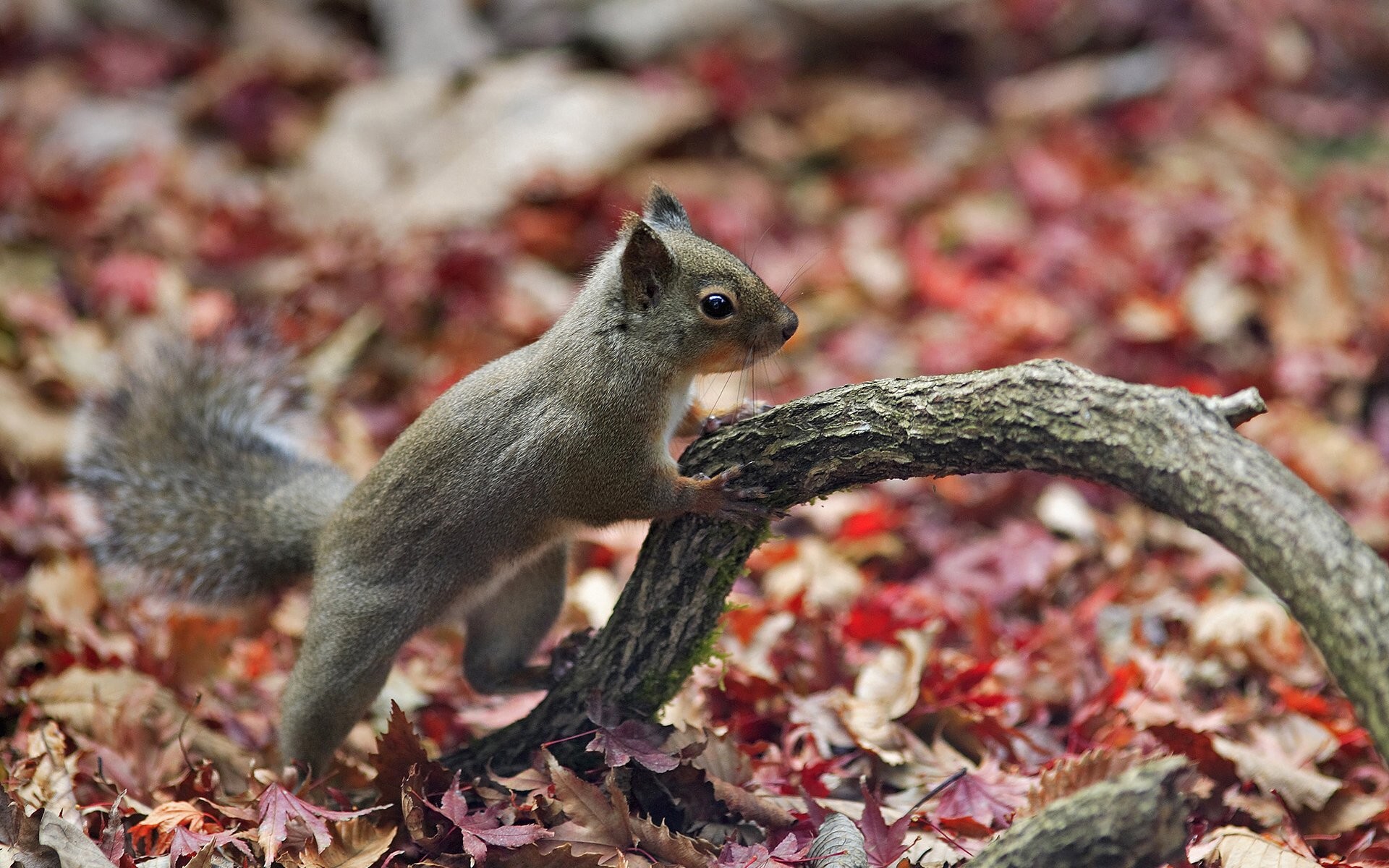 1920x1200 squirrel desktop wallpapers animal planet beautiful nature wallpapers  autumn forest protein autumn forest leaves branch