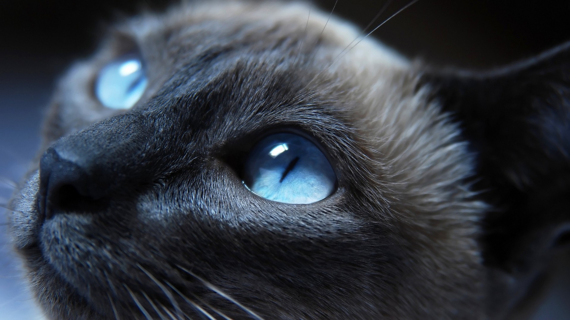 1920x1080 cat, Blue Eyes, Animals, Siamese Cats Wallpapers HD / Desktop and Mobile  Backgrounds