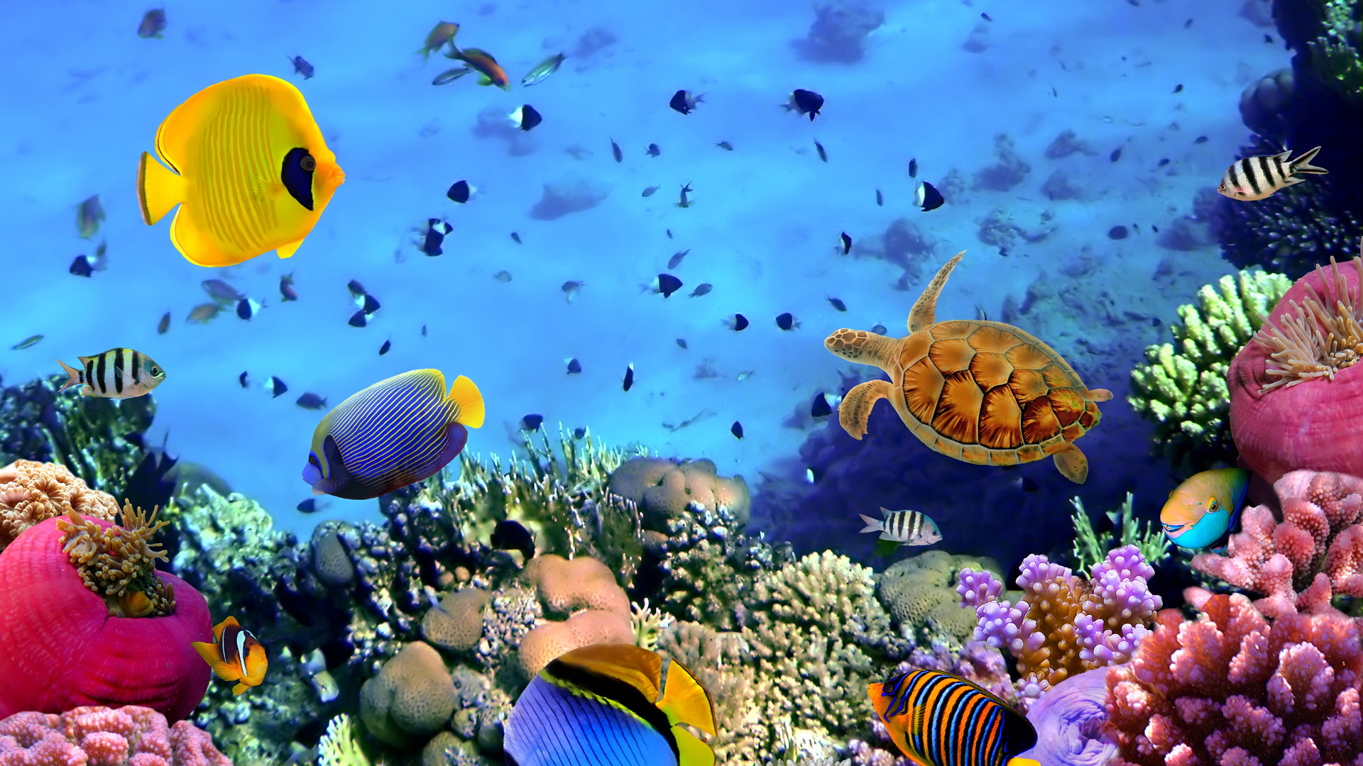 1920x1080 Coral Reef Wallpaper Hd | HD Wallpapers | Pinterest | Coral reefs and  Wallpaper