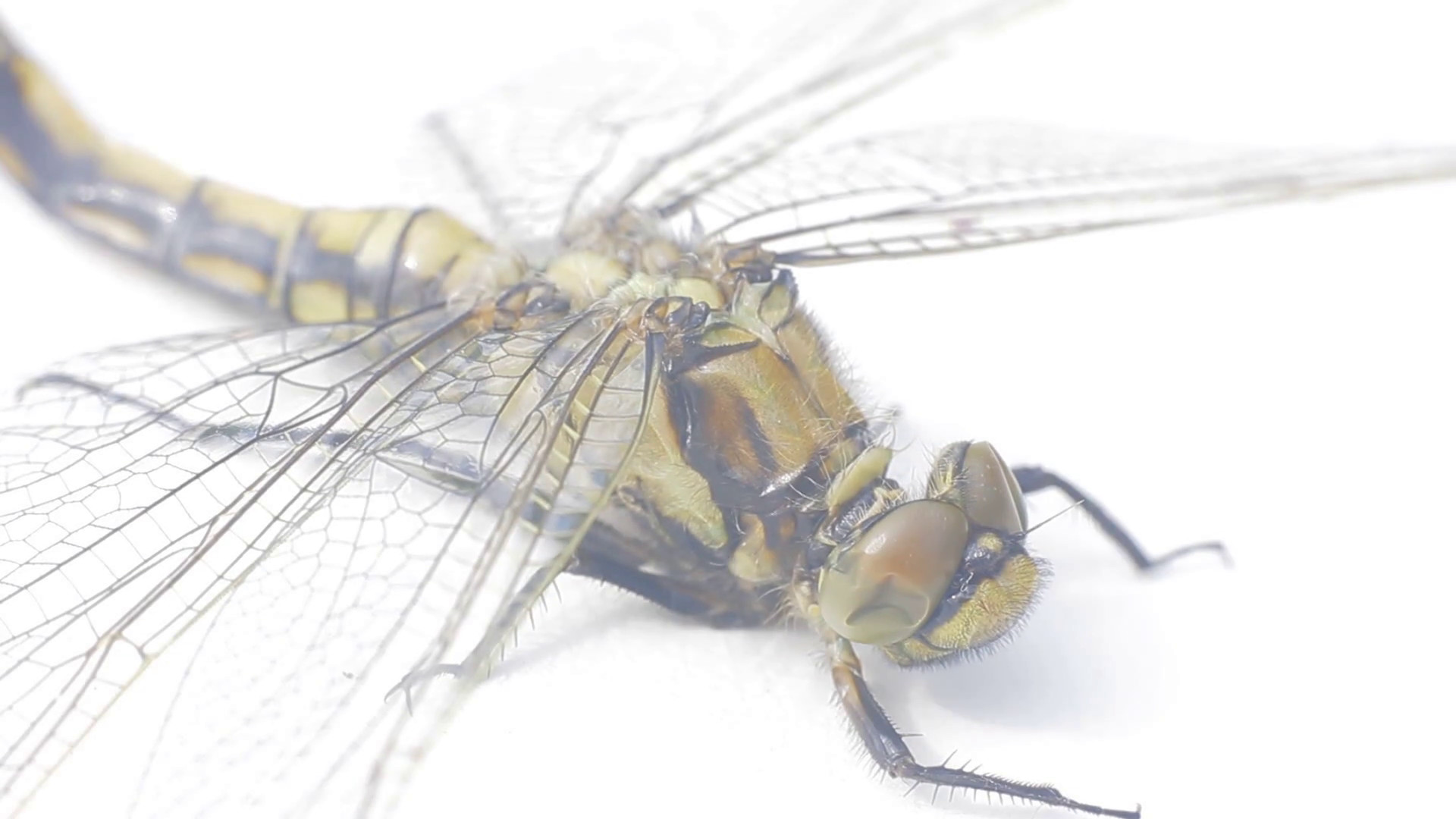 1920x1080 Large dead dragonfly on white background 2. Well visible wings venation.  Stock Video Footage - VideoBlocks