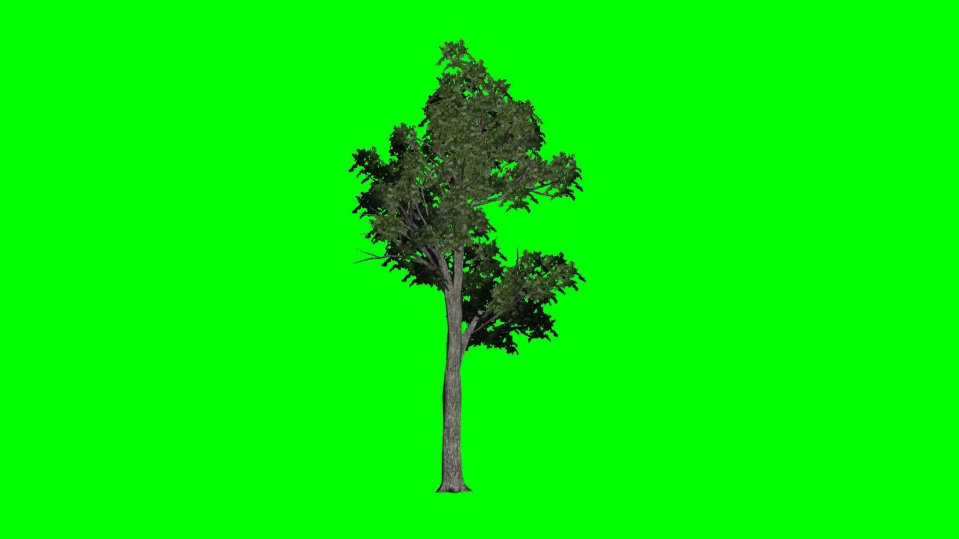 1920x1080 tree green screen American elm 1 - background green and blue - free green  screen - YouTube