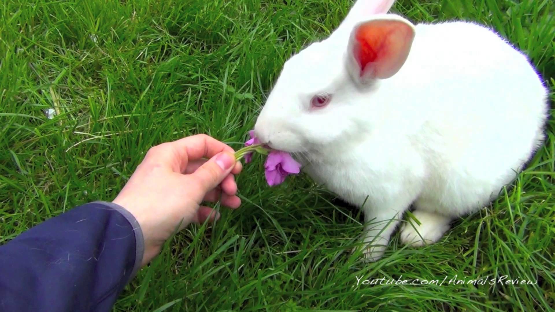 1920x1080 White Bunny Rabbit Eats Flowers and Grass - YouTube