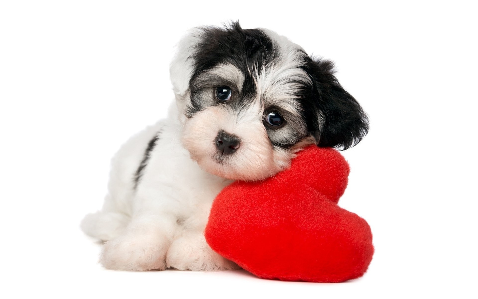 1920x1200 Animal - Puppy Animal Dog Heart Cute Wallpaper