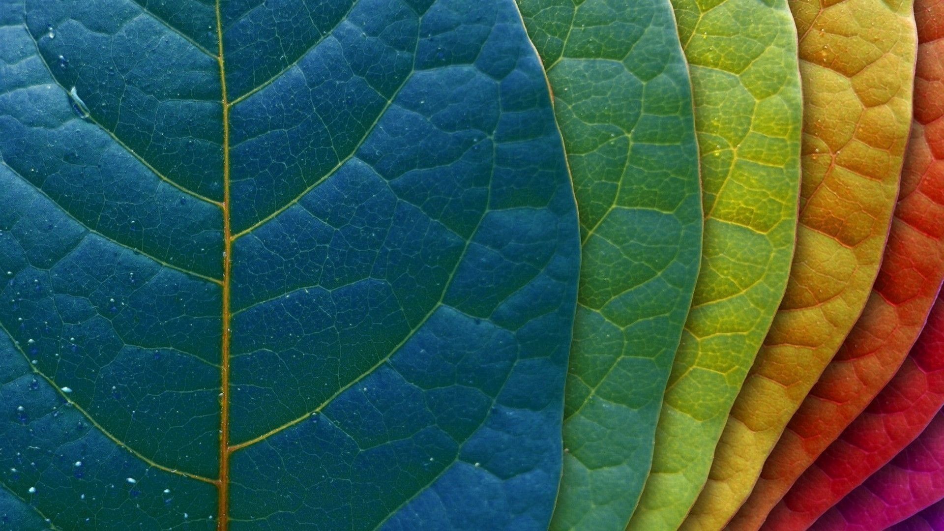 1920x1080 Colorful-leaves-Wallpaper-for-Your-iMac