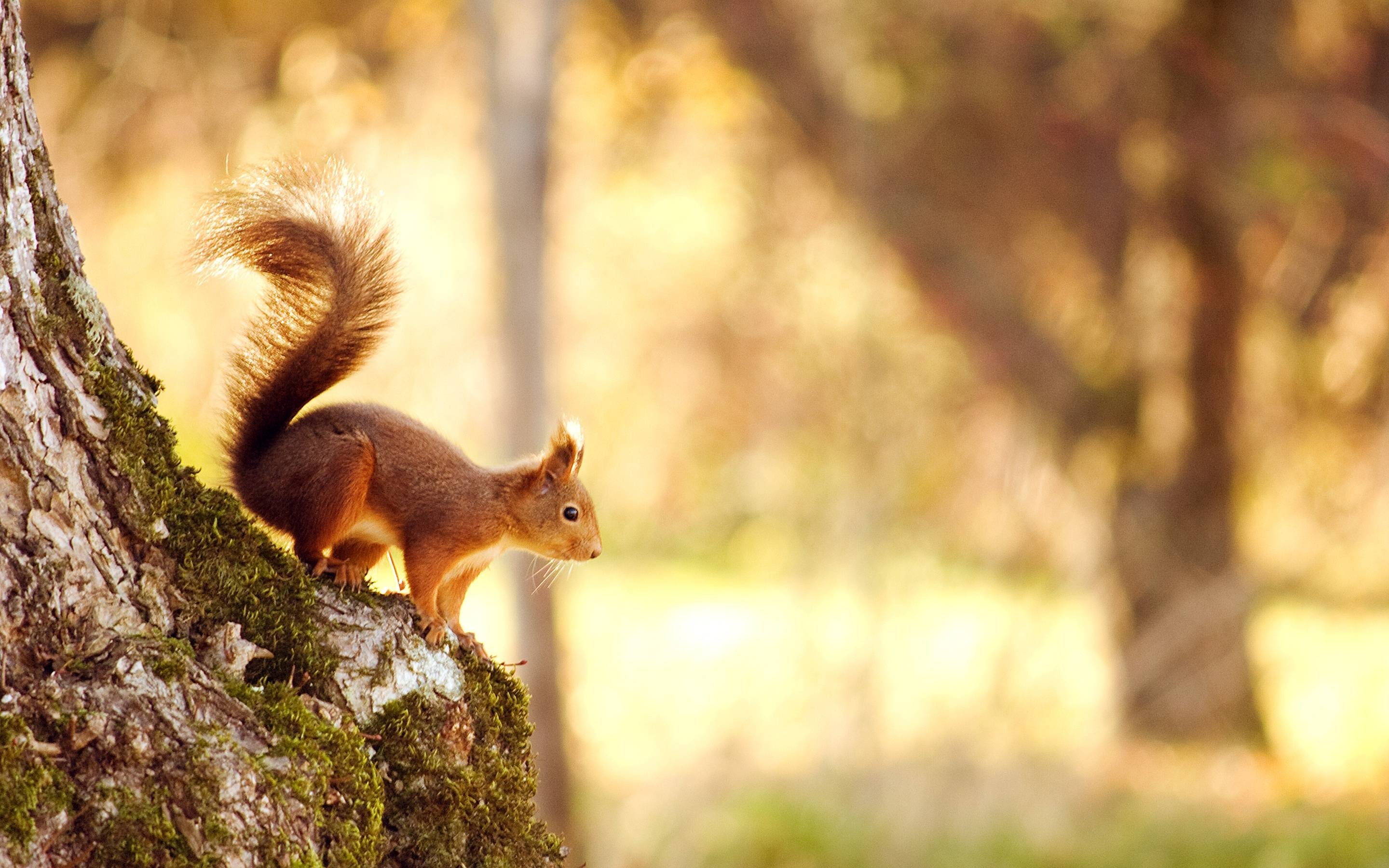 2880x1800 Squirrel Wallpapers | HD Wallpapers