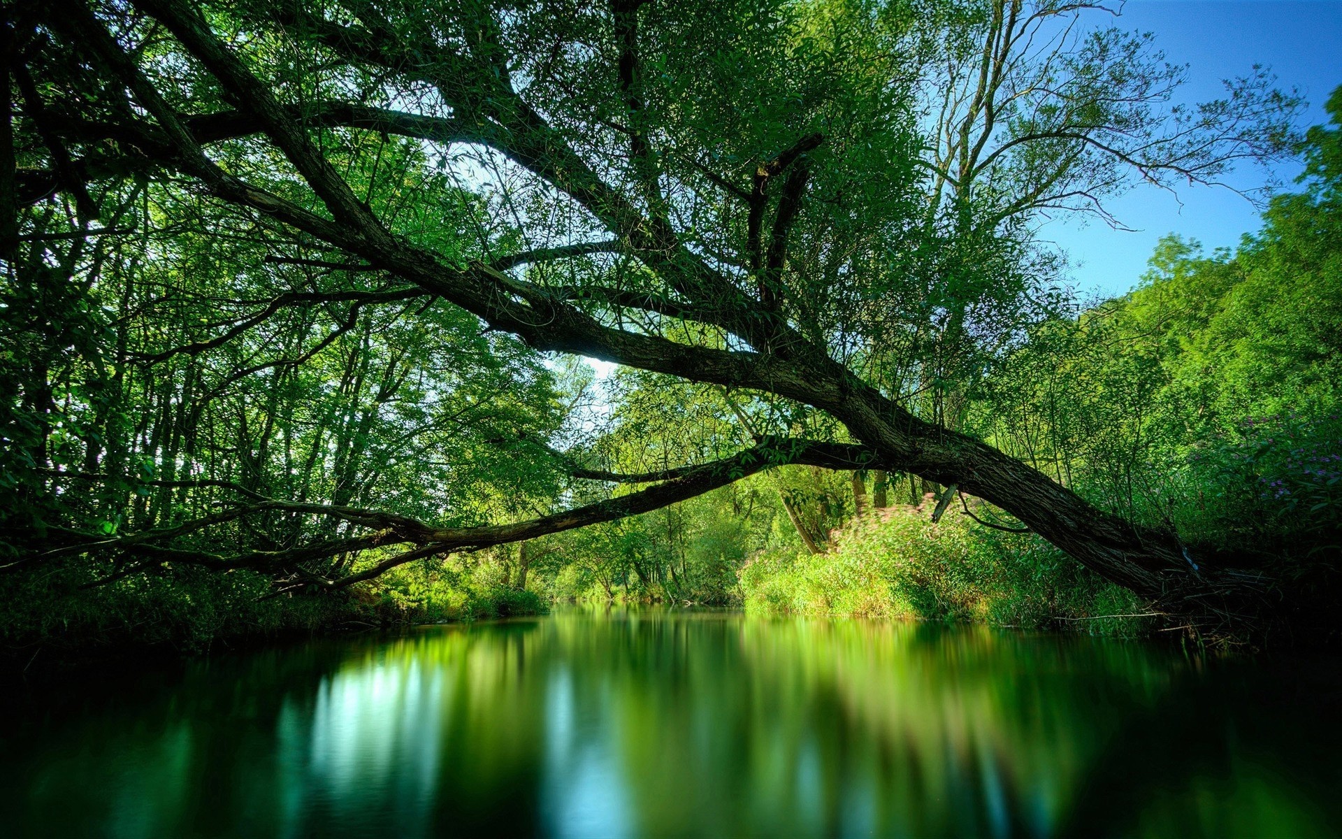 1920x1200  Wallpaper tree, branches, inclination, water, wood, lake