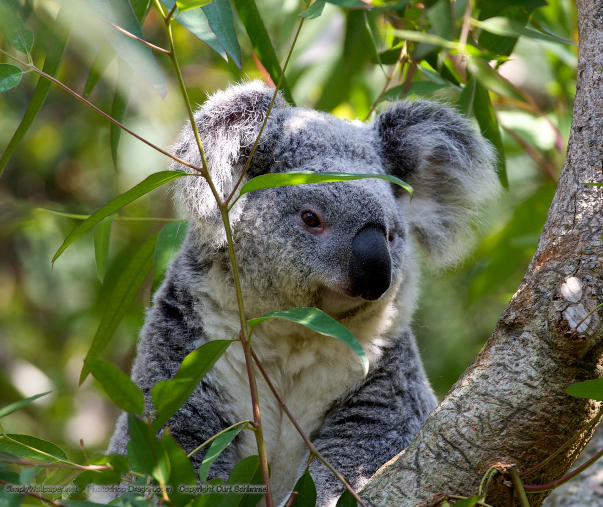 1920x1616 grey koala bear in a tree