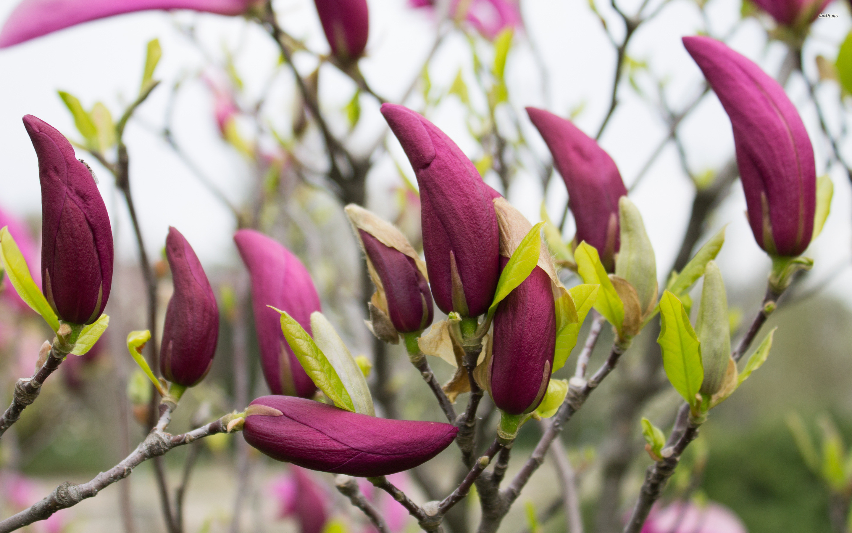 2880x1800 ... Purple magnolia buds wallpaper  ...