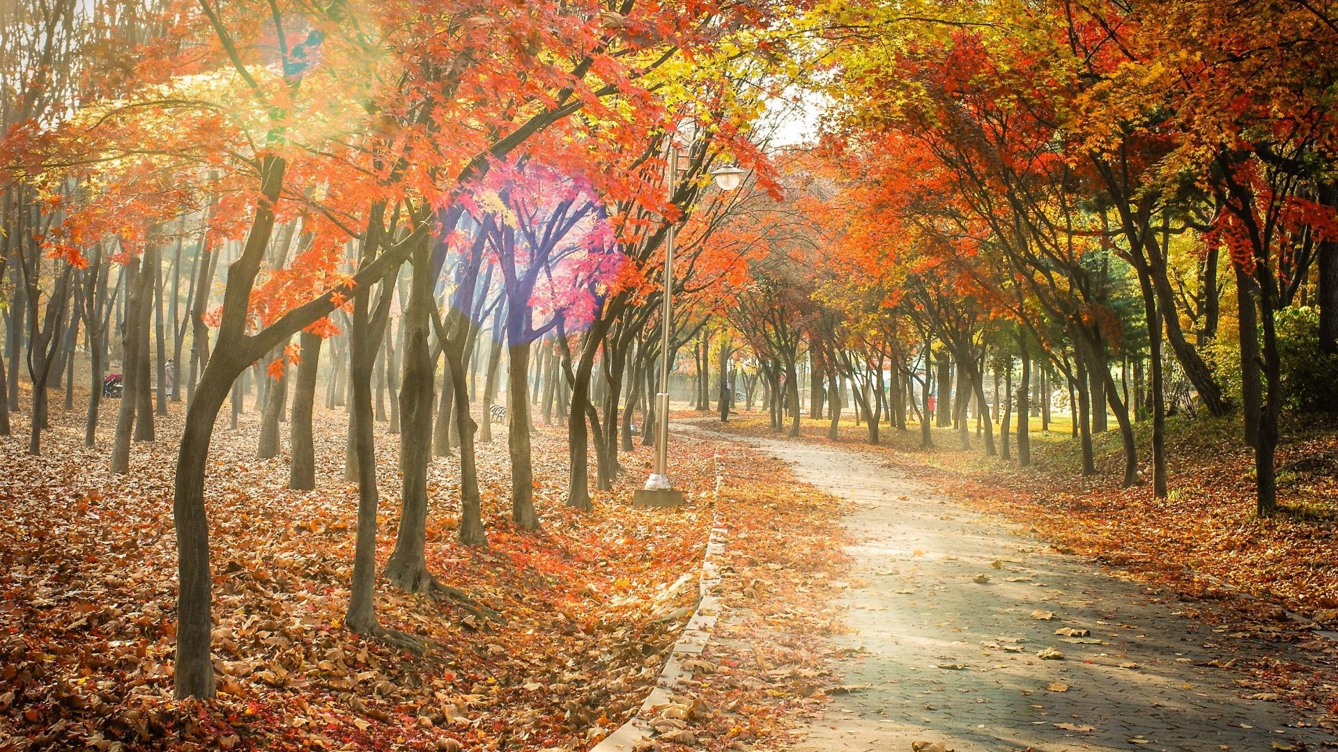 1920x1080 Leaves Tag - Trail Tree Leaves Fall Landscape Leaf Road Nature Autumn Forest  Path Best Picture