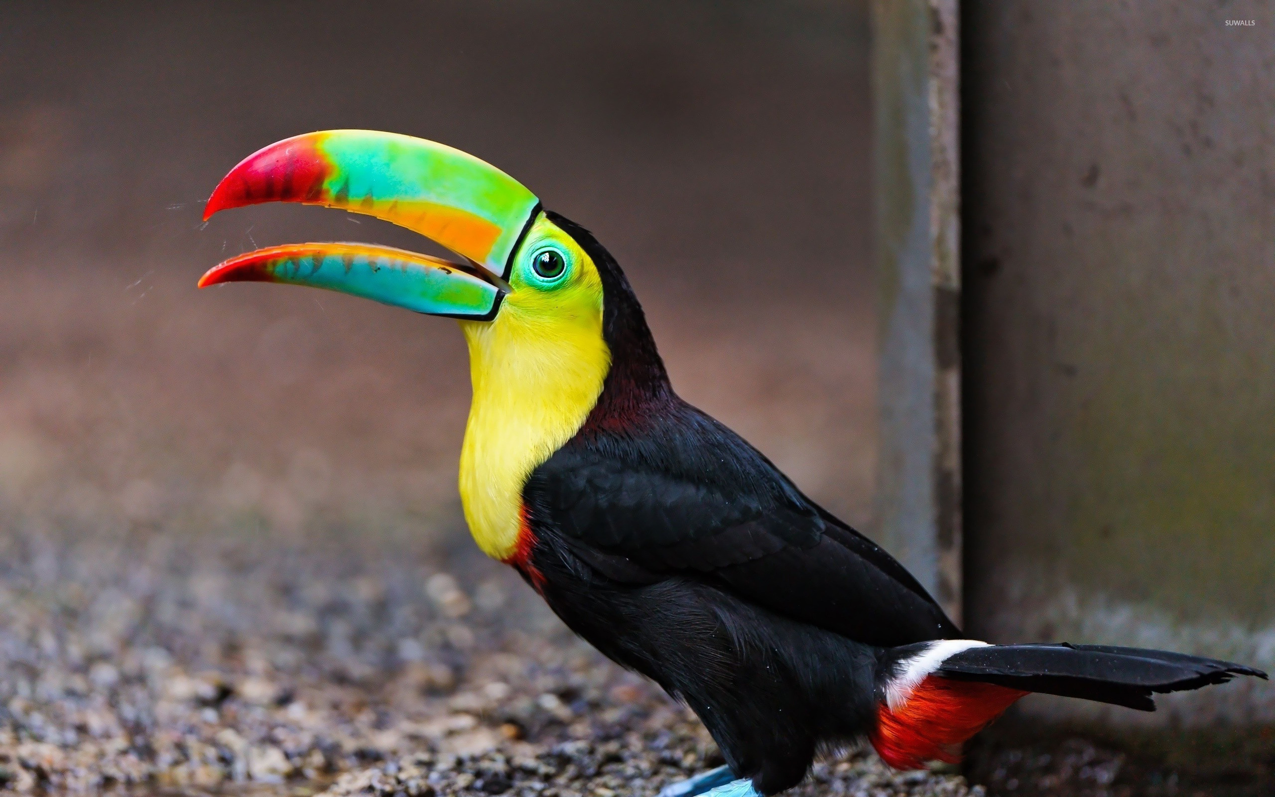 Toucan Wallpaper Hd 3840x2400  Wallpapers13com