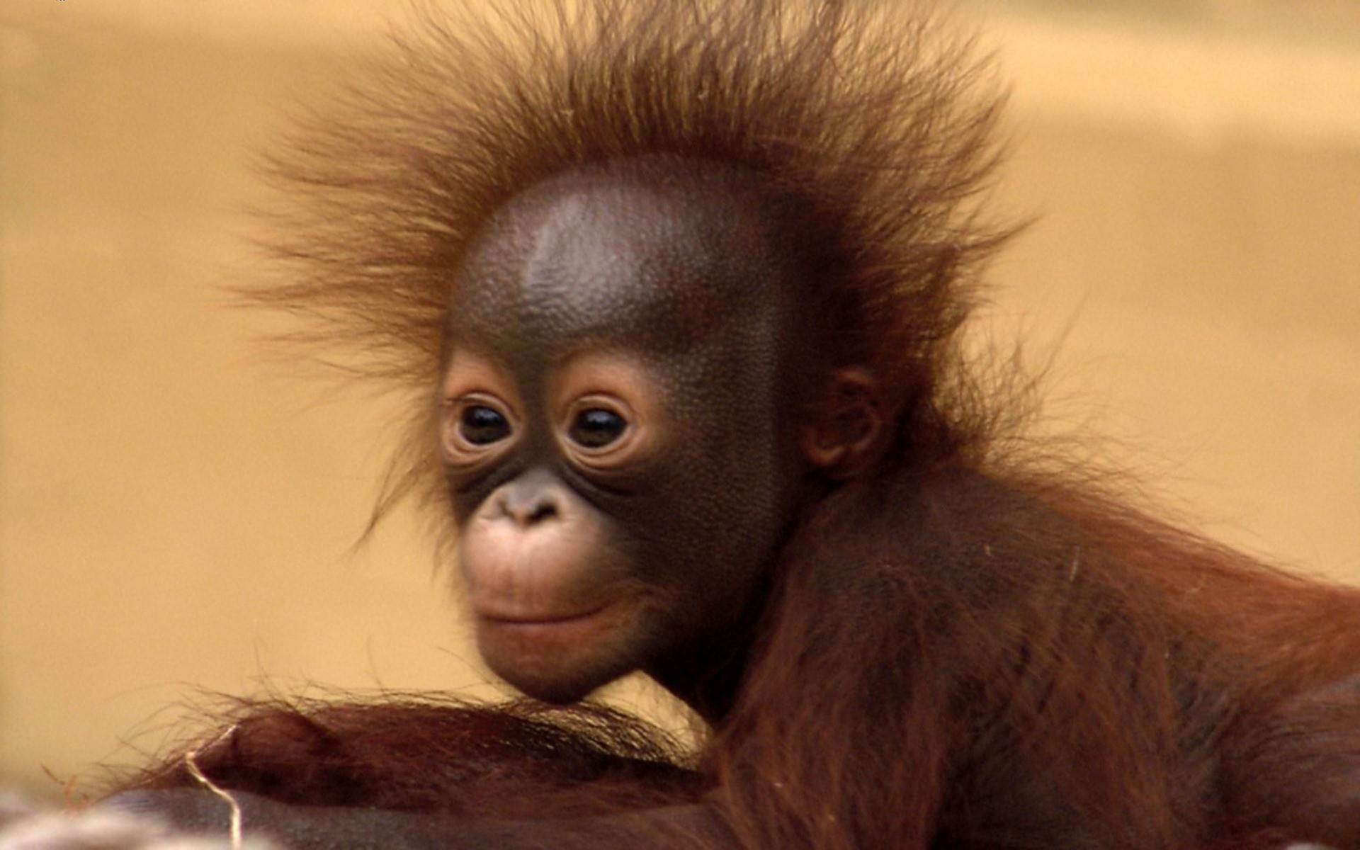 1920x1200 Baby Orangutan Cute Photos