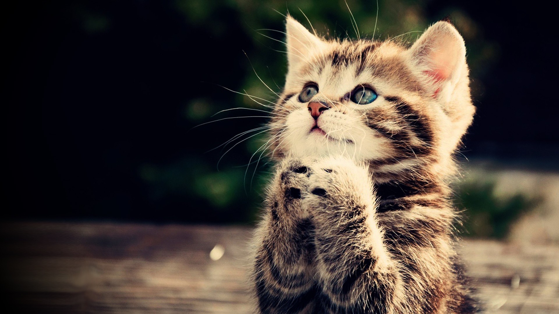 1920x1080 ... free cat wallpapers mobile long wallpapers ...